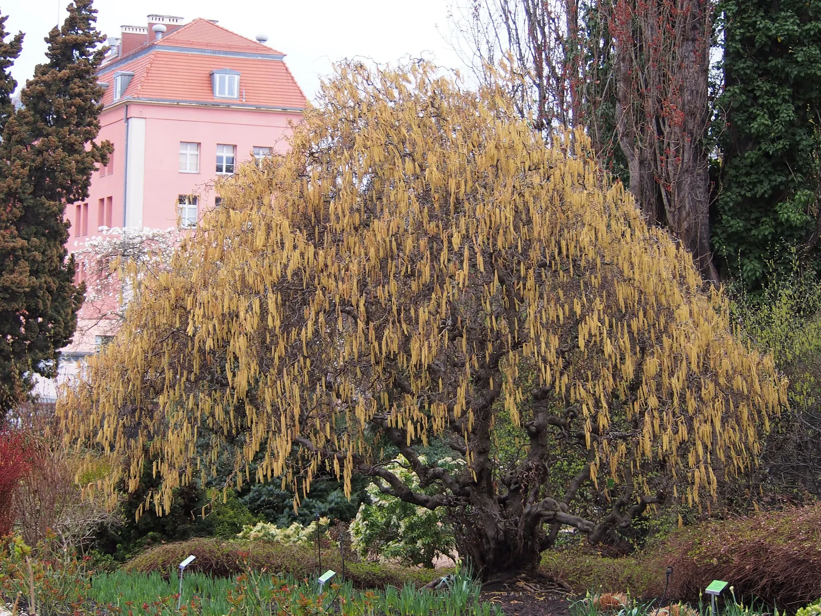 Harry Lauder's Walking Stick, Twist (Corylus Avellana 'Contorta') — typically done in late winter