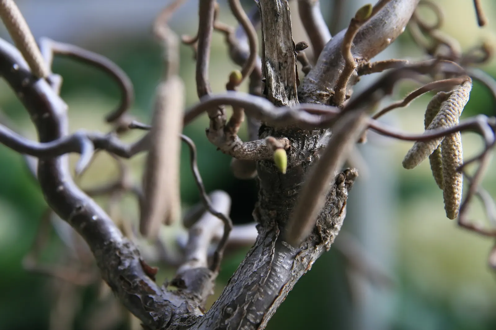 Harry Lauder's Walking Stick, Twist (Corylus Avellana 'Contorta') — especially in extreme heat
