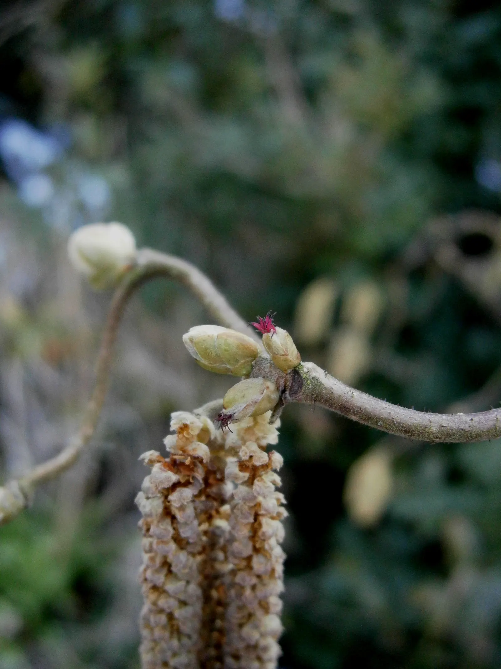 Harry Lauder's Walking Stick, Twist (Corylus Avellana 'Contorta') — though it‚Äôs susceptible to filbert blight and Japanese beetles; in late winter to early
