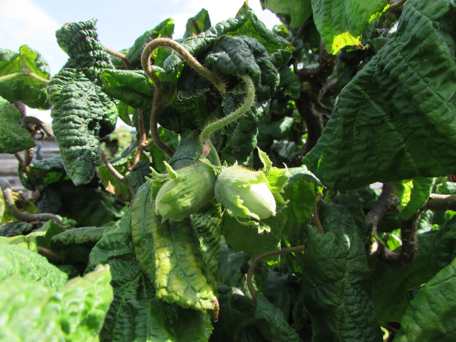 Harry Lauder's Walking Stick, Twist (Corylus Avellana 'Contorta') — maxing out at approximately 10 feet in height and spread