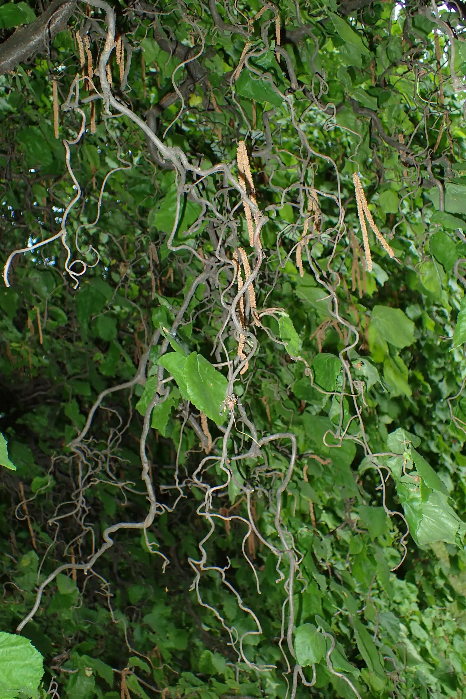 Harry Lauder's Walking Stick, Twist (Corylus Avellana 'Contorta') — this unusual specimen prefers well-drained soil and thrives in full sun to, image 49