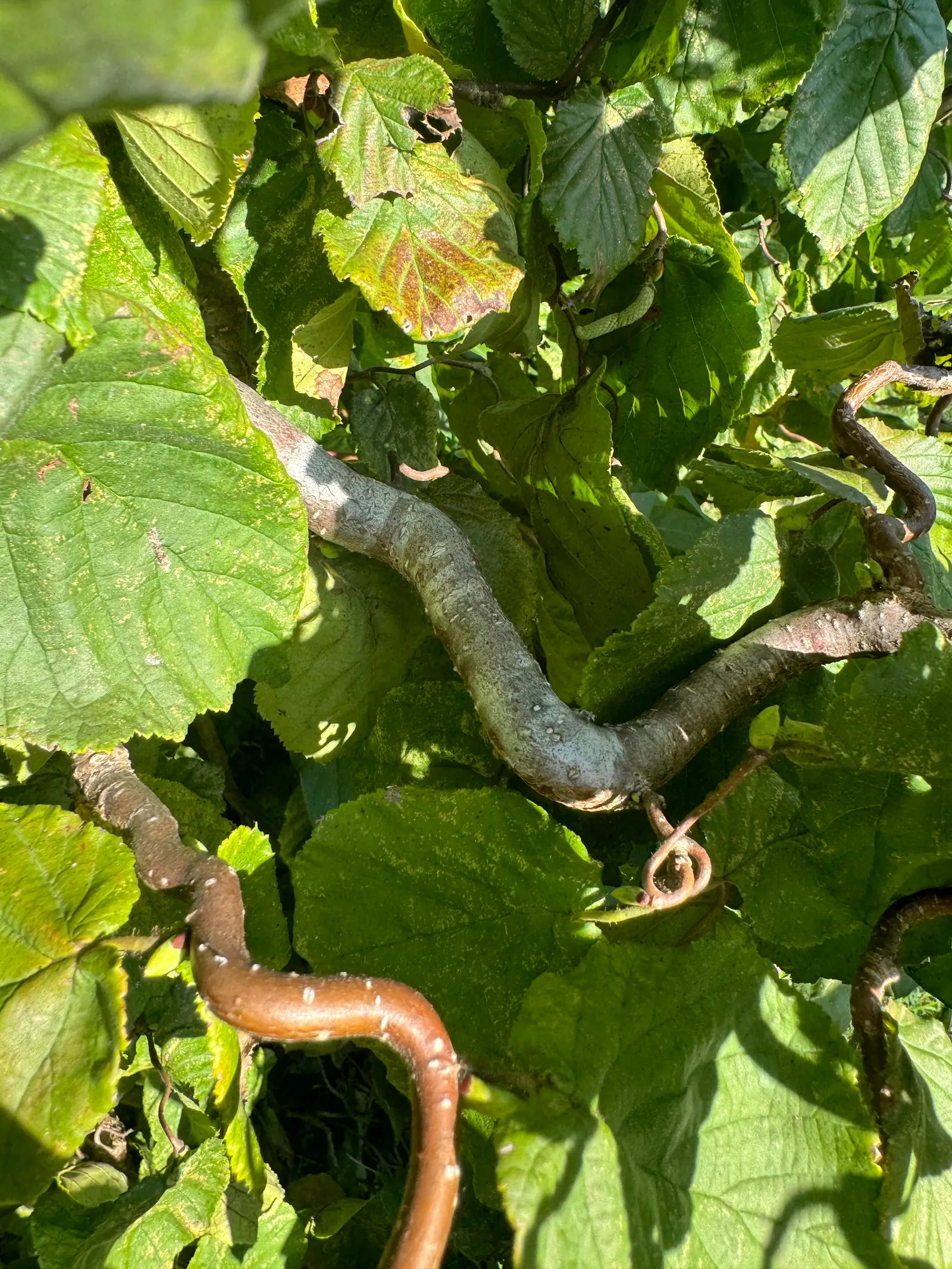 Harry Lauder's Walking Stick, Twist (Corylus Avellana 'Contorta') — typically done in late winter; harry Lauder's Walking Stick