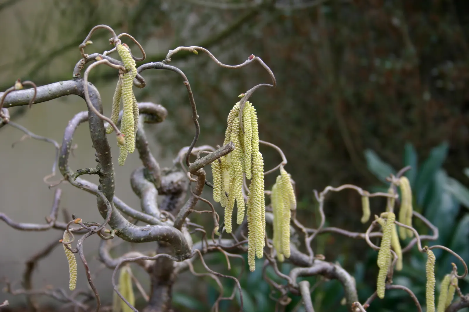 Harry Lauder's Walking Stick, Twist (Corylus Avellana 'Contorta') — Harry Lauder's Walking Stick requires regular watering
