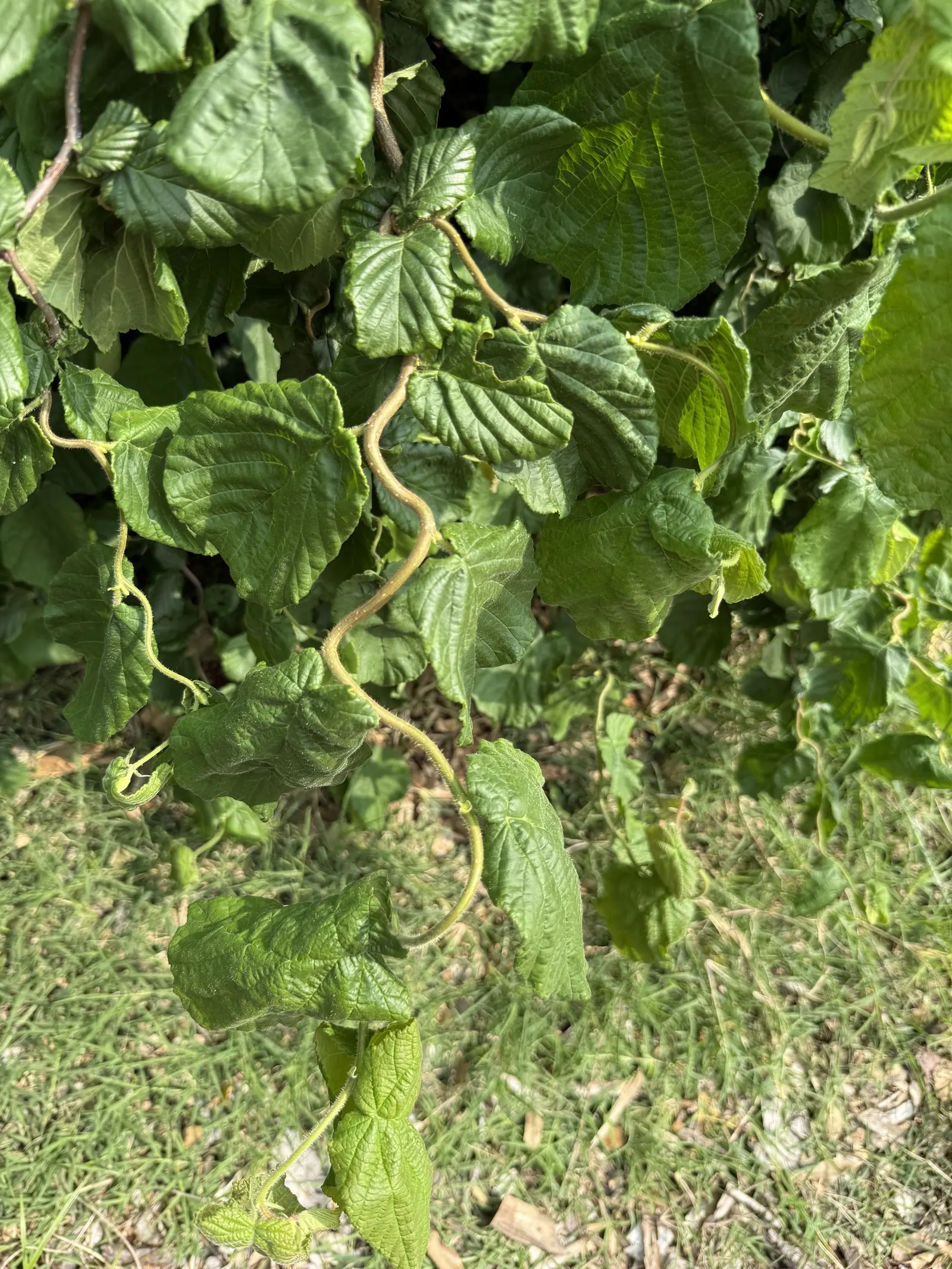 Harry Lauder's Walking Stick, Twist (Corylus Avellana 'Contorta') — the shrub produces elongated; maxing out at approximately 10 feet in height and spread