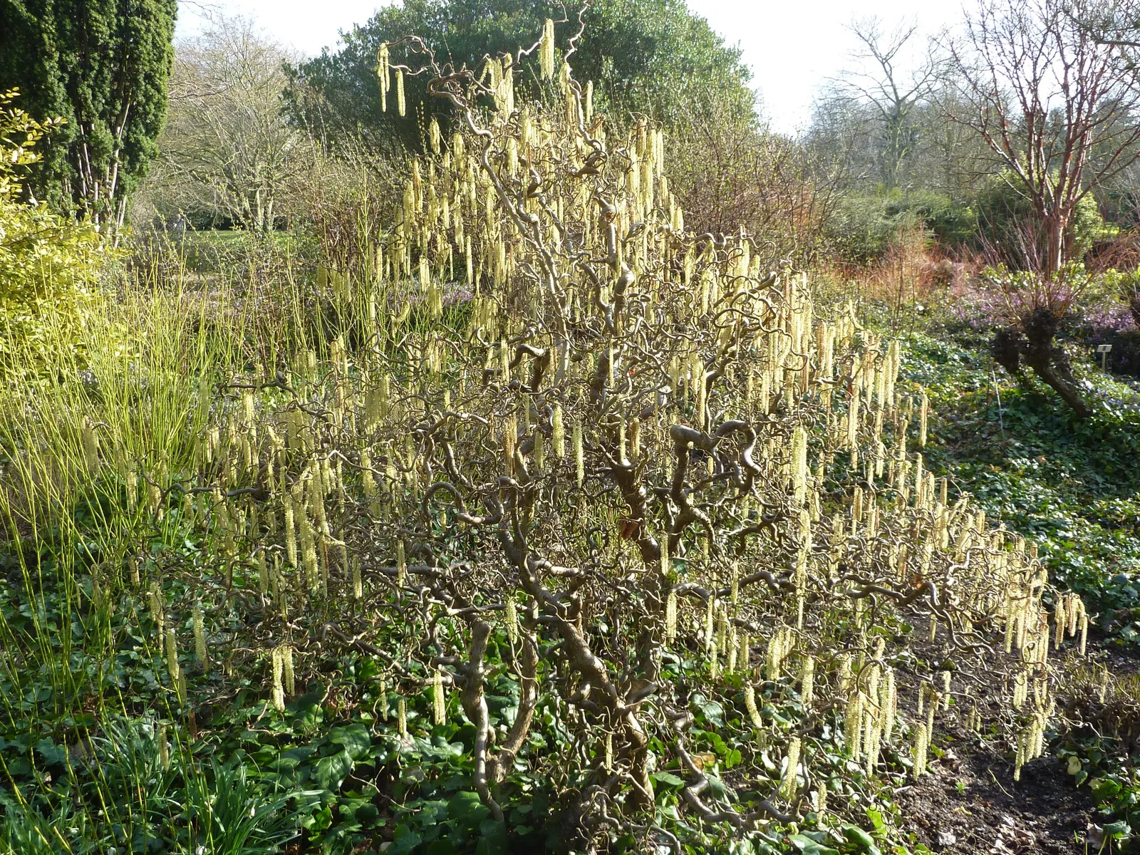 Harry Lauder's Walking Stick, Twist (Corylus Avellana 'Contorta') — spiraling growth habit of its branches; exhibiting a bright green hue that transforms into