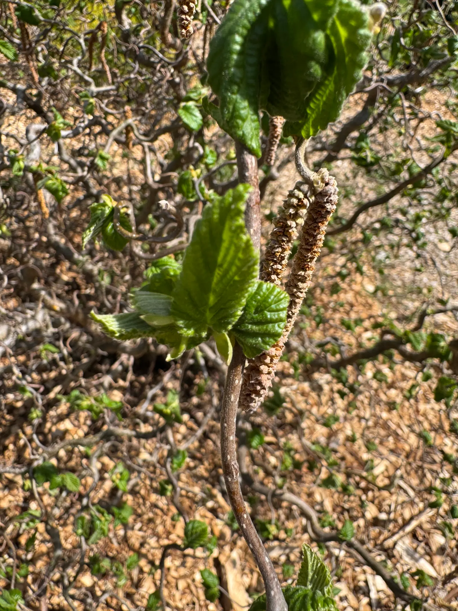 Harry Lauder's Walking Stick, Twist (Corylus Avellana 'Contorta') — exhibiting a bright green hue that transforms into vibrant yellow tones in the fall; ideal