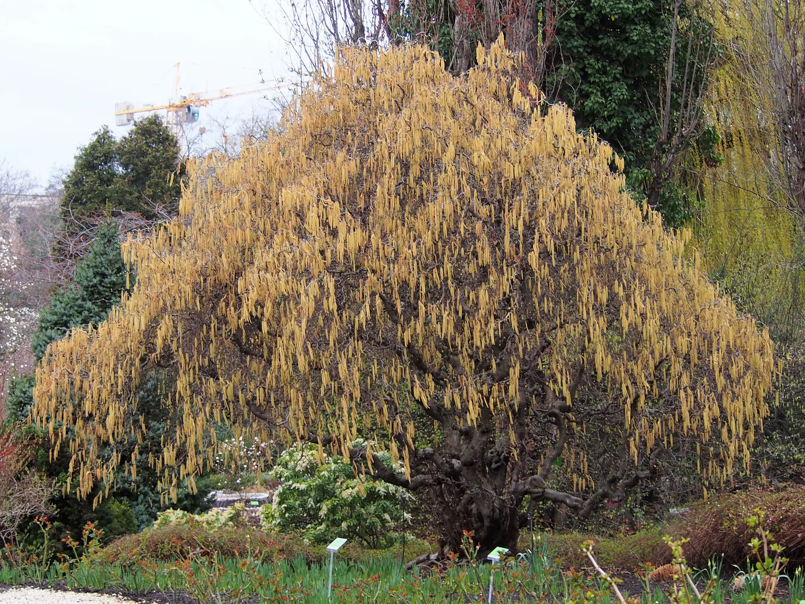 Harry Lauder's Walking Stick, Twist (Corylus Avellana 'Contorta') — In late winter to early spring