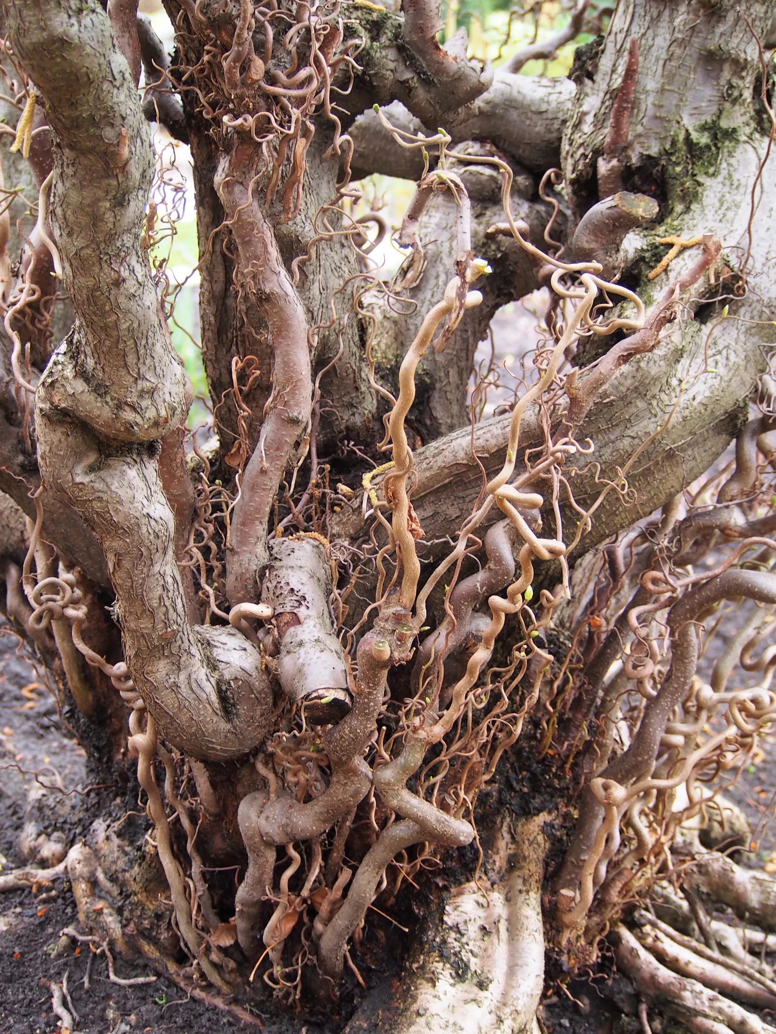 Harry Lauder's Walking Stick, Twist (Corylus Avellana 'Contorta') — spiraling growth habit of its branches