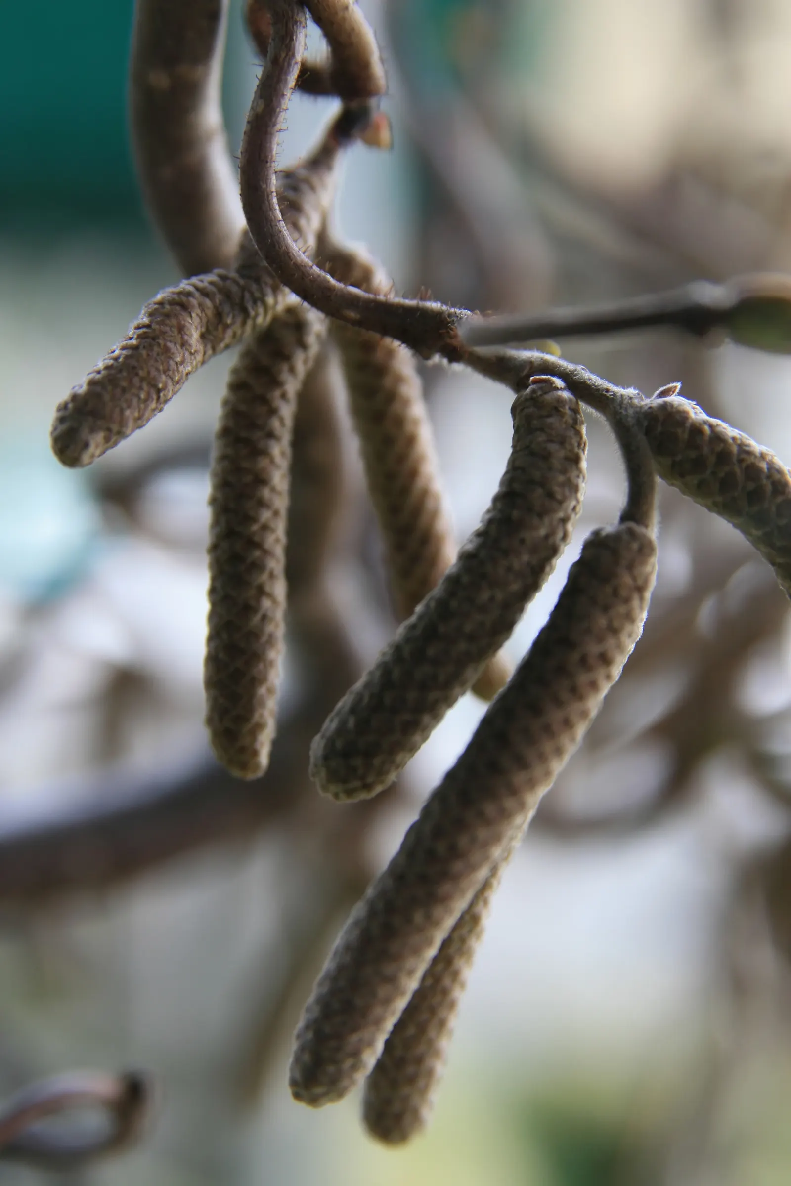 Harry Lauder's Walking Stick, Twist (Corylus Avellana 'Contorta') — the shrub produces elongated