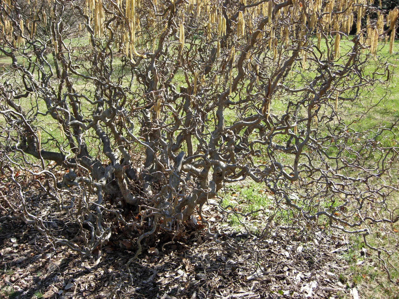 Harry Lauder's Walking Stick, Twist (Corylus Avellana 'Contorta') — before the foliage fully unfurls