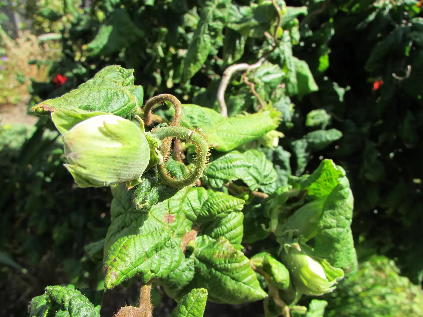 Harry Lauder's Walking Stick, Twist (Corylus Avellana 'Contorta') — Corylus avellana 'Contorta,' popularly known as Harry Lauder's Walking Stick