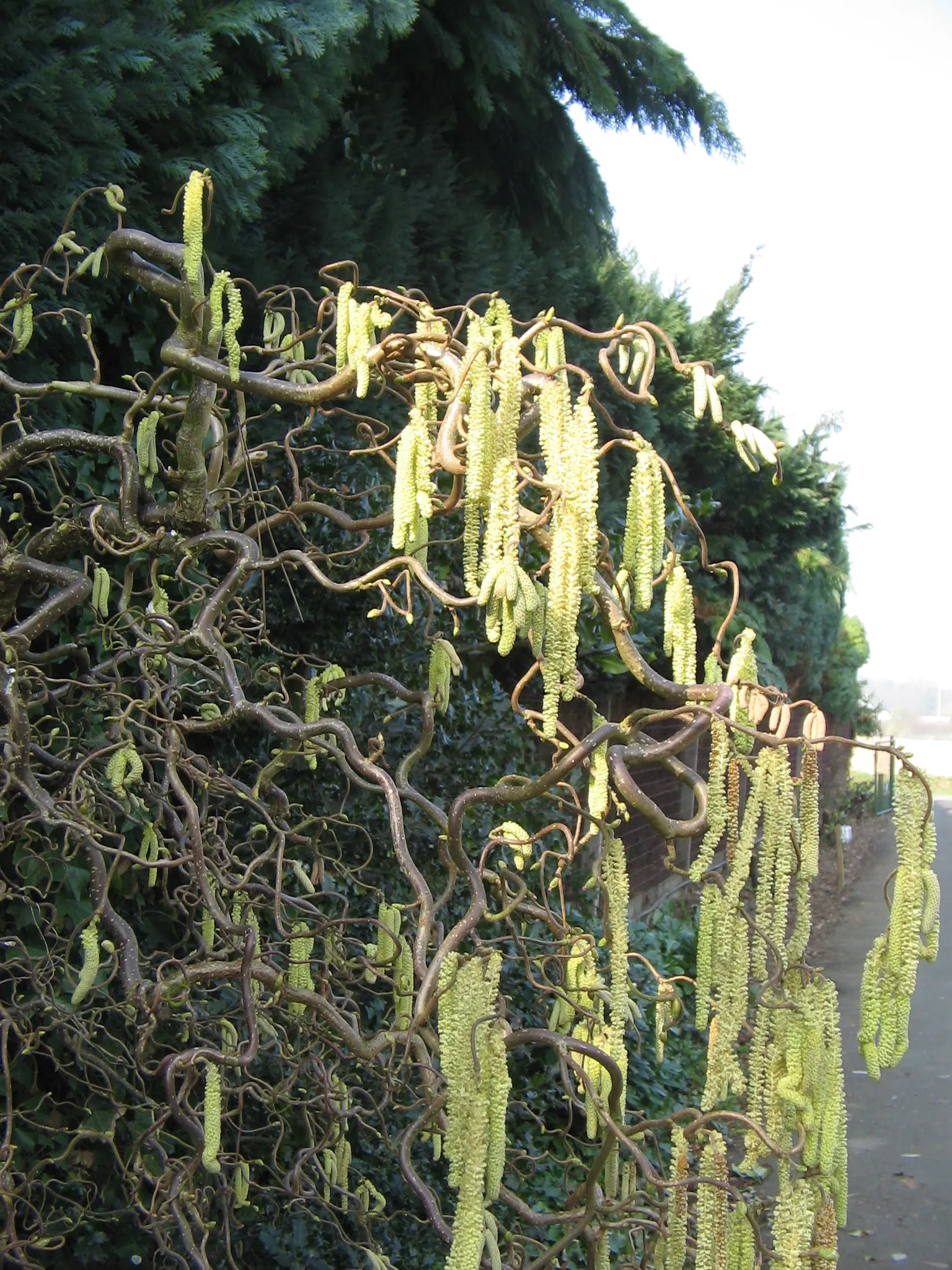 Harry Lauder's Walking Stick, Twist (Corylus Avellana 'Contorta') — shrub for full