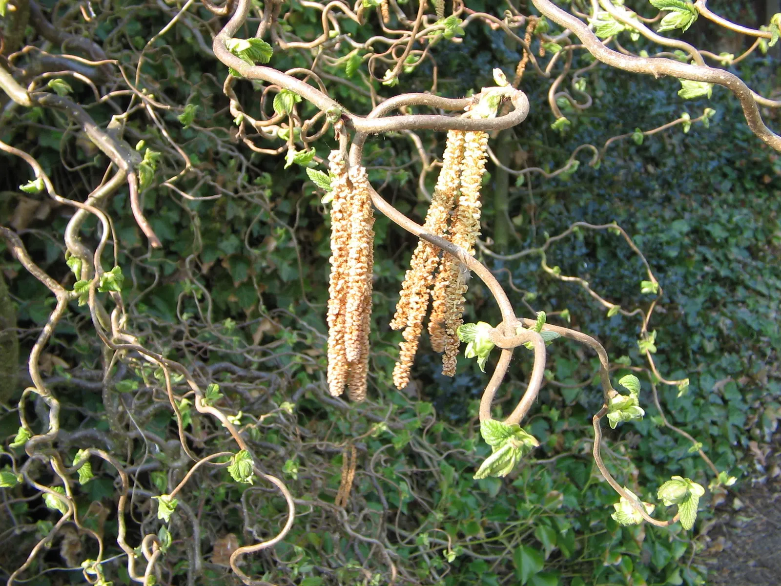 Harry Lauder's Walking Stick, Twist (Corylus Avellana 'Contorta') — is a unique and ornamental deciduous shrub that creates a distinctive focal, image 39
