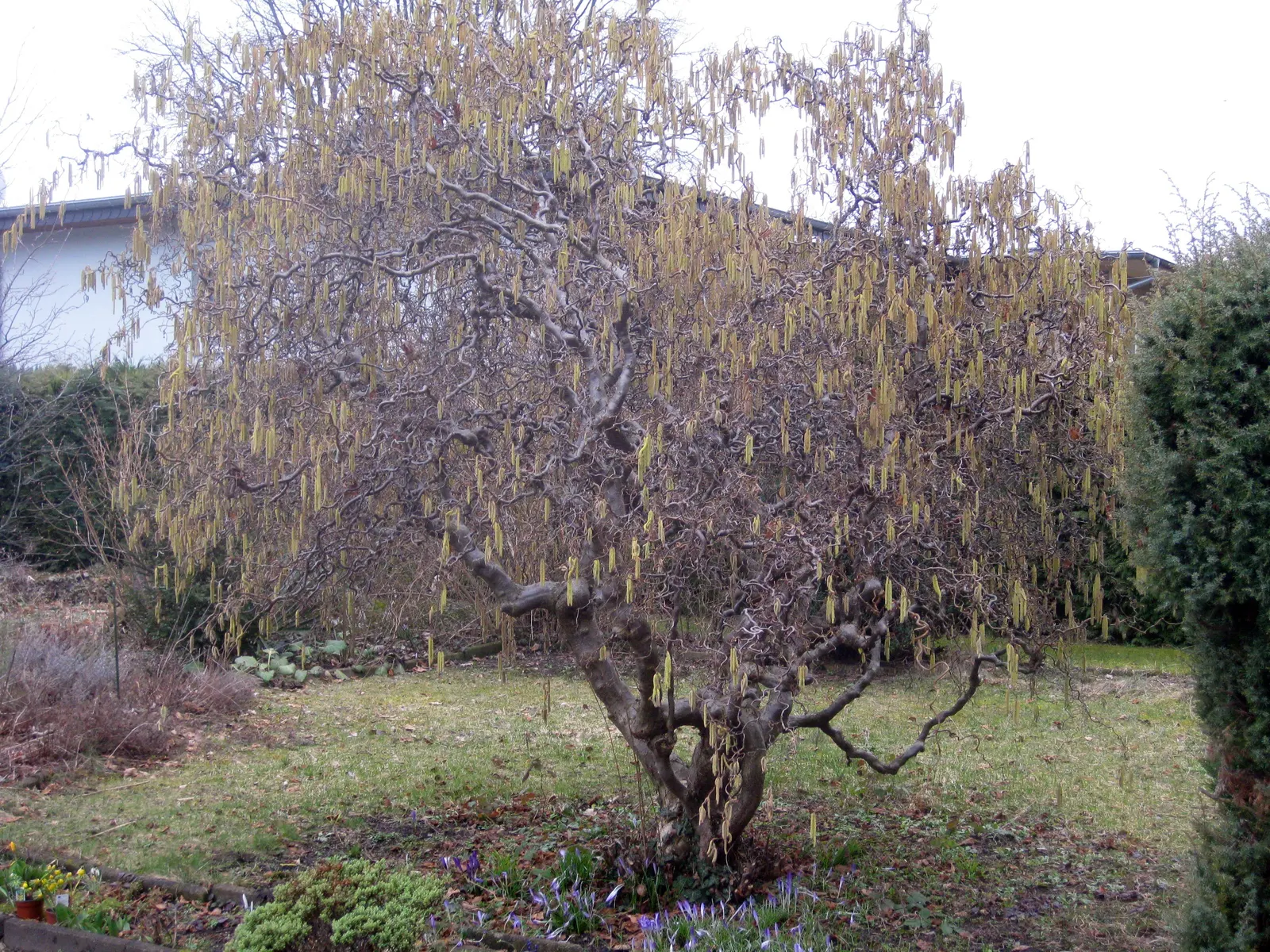 Harry Lauder's Walking Stick, Twist (Corylus Avellana 'Contorta') — Although it can tolerate a range of soil types
