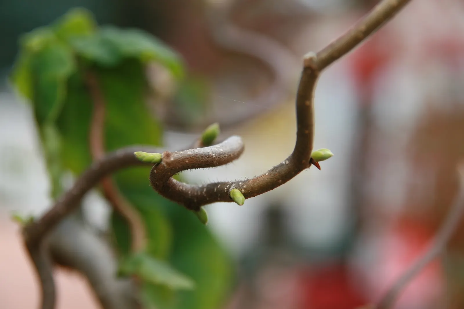Harry Lauder's Walking Stick, Twist (Corylus Avellana 'Contorta') — Harry Lauder's Walking Stick can serve as an astonishing standalone specimen or as part of