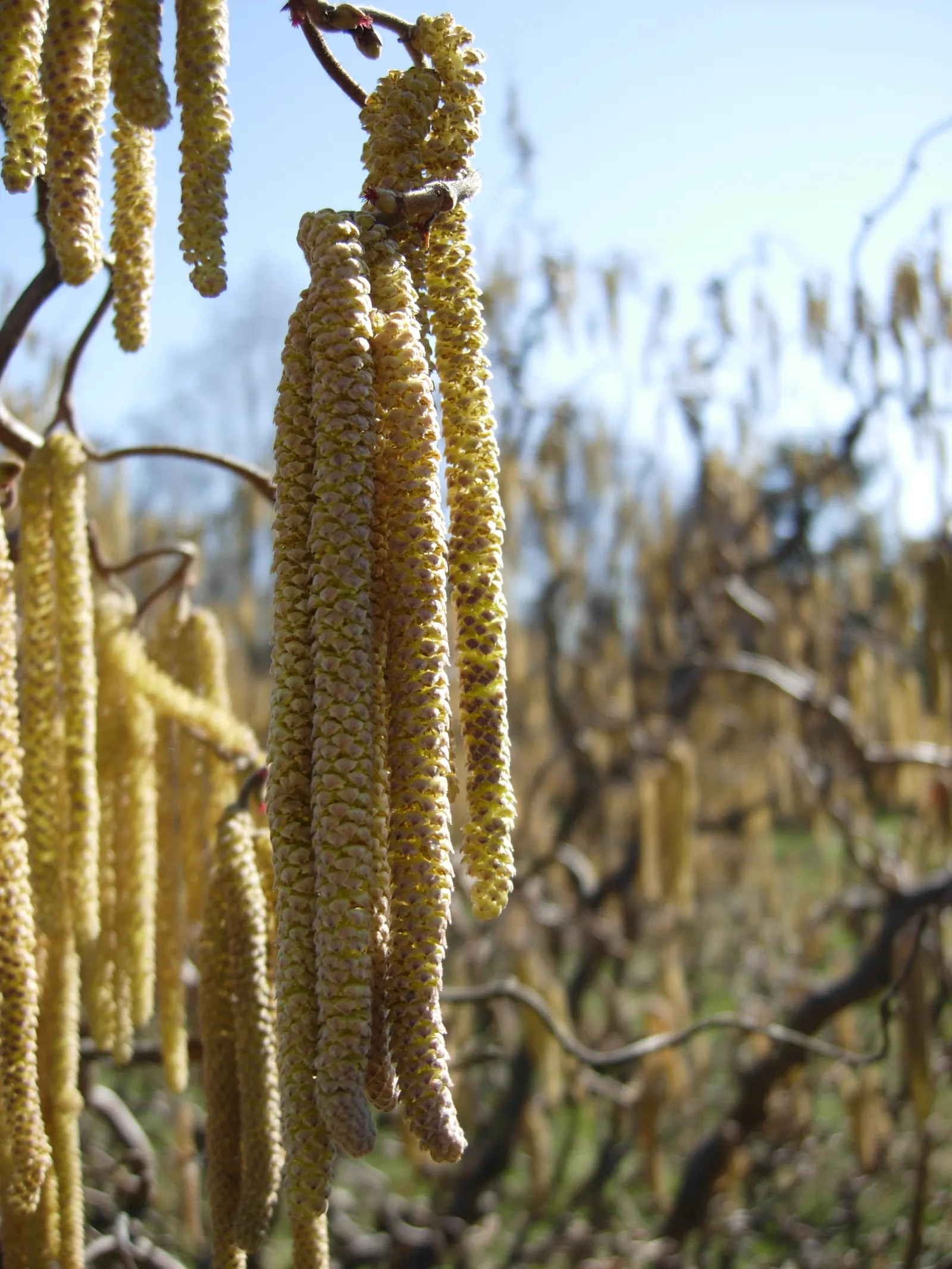 Harry Lauder's Walking Stick, Twist (Corylus Avellana 'Contorta') — is a unique and ornamental deciduous shrub that creates a distinctive focal point in any