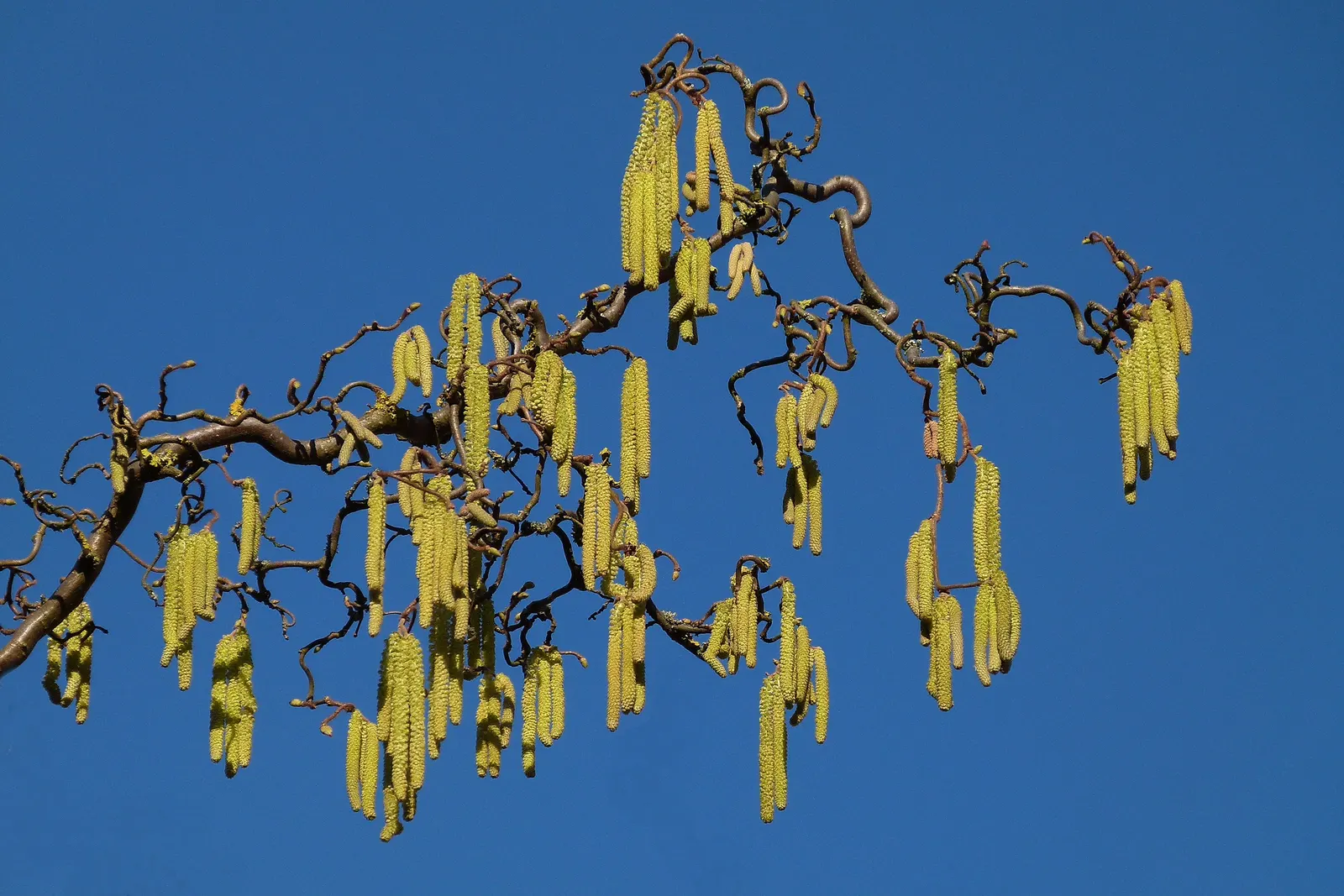 Harry Lauder's Walking Stick, Twist (Corylus Avellana 'Contorta') — providing seasonal interest