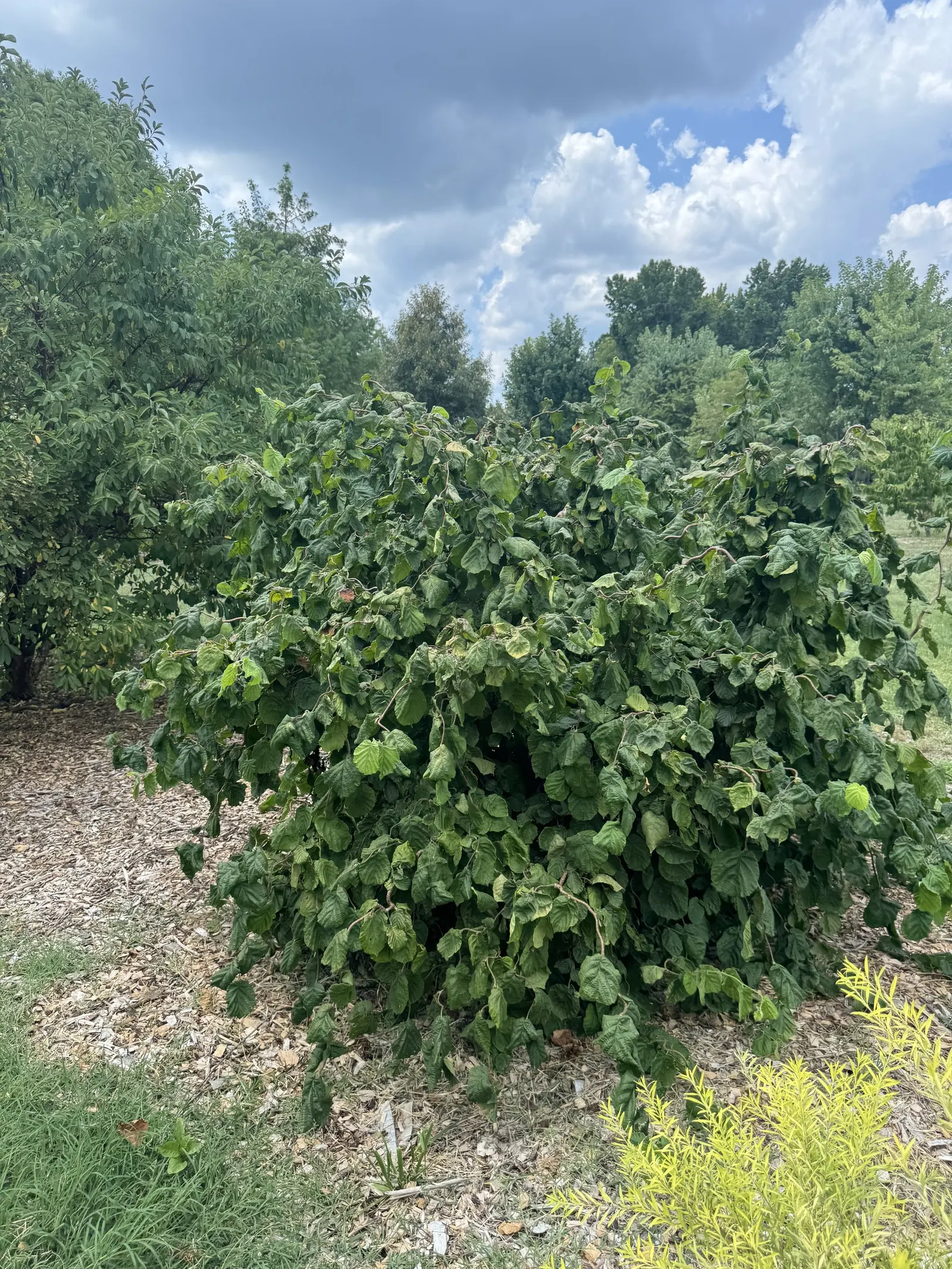 Harry Lauder's Walking Stick, Twist (Corylus Avellana 'Contorta') — Although it can tolerate a range of soil types; before the foliage fully unfurls