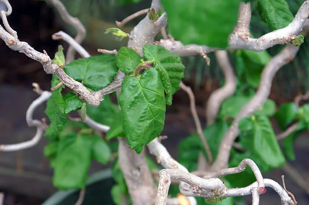 Harry Lauder's Walking Stick, Twist (Corylus Avellana 'Contorta') — showcases twisted foliage and catkins