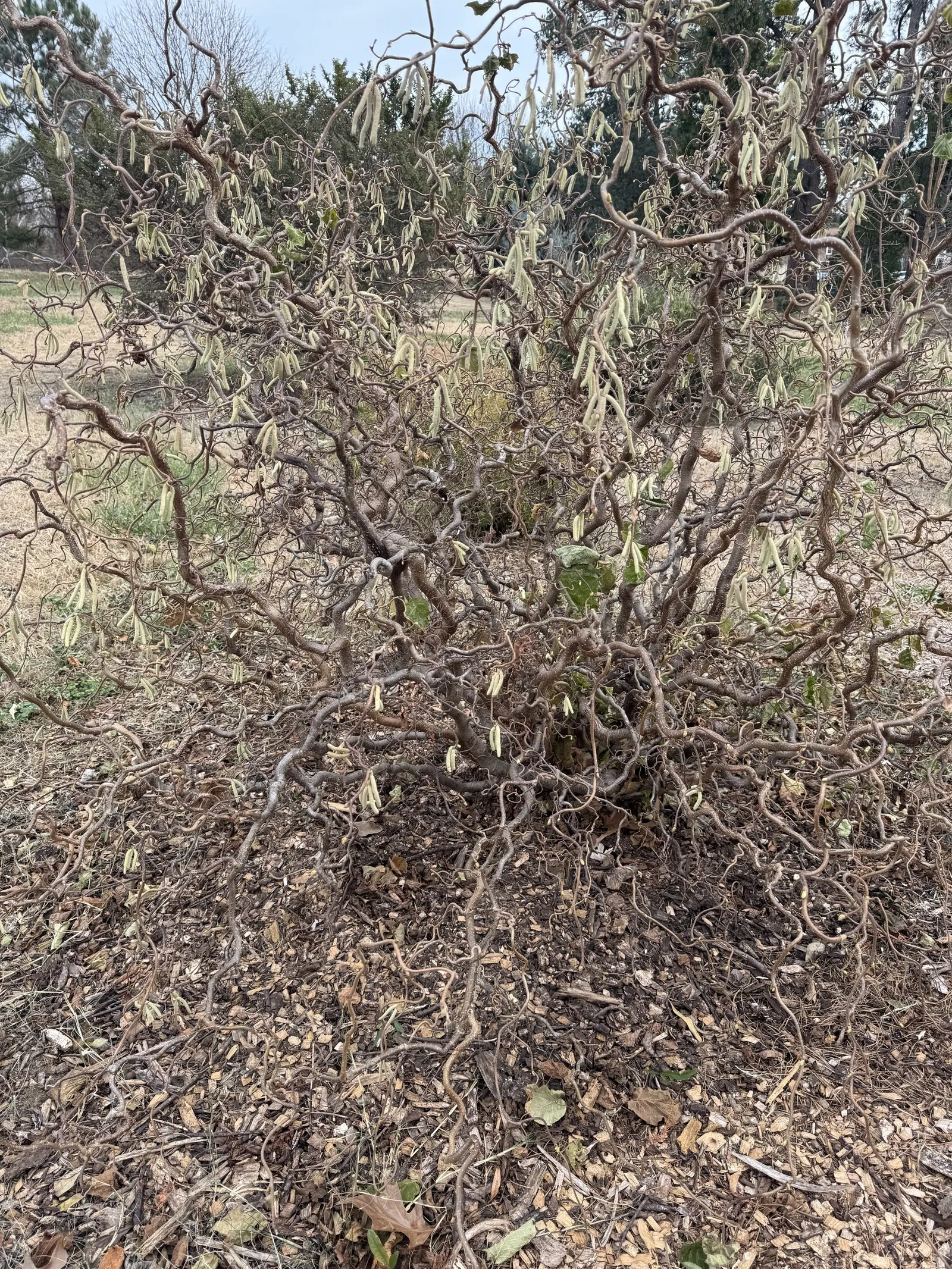 Harry Lauder's Walking Stick, Twist (Corylus Avellana 'Contorta') — Its notable feature is the intricate; though it‚Äôs susceptible to filbert blight and