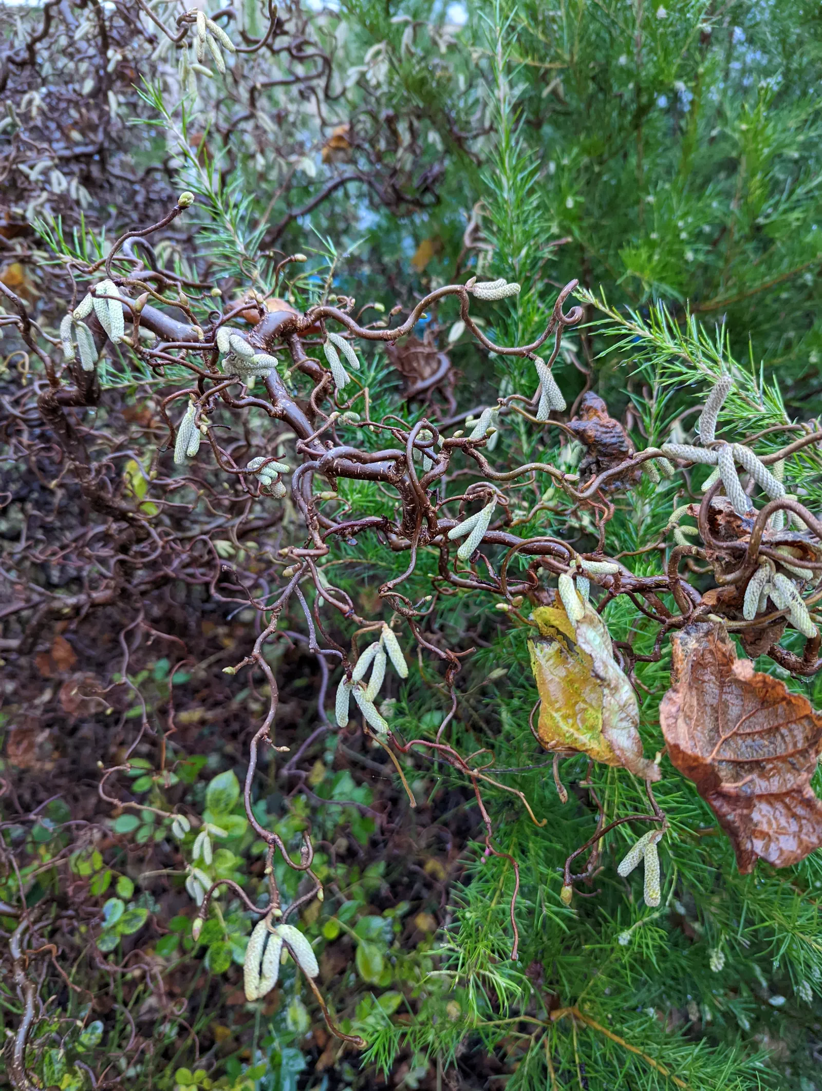 Harry Lauder's Walking Stick, Twist (Corylus Avellana 'Contorta') — maxing out at approximately 10 feet in height and spread; the shrub produces elongated