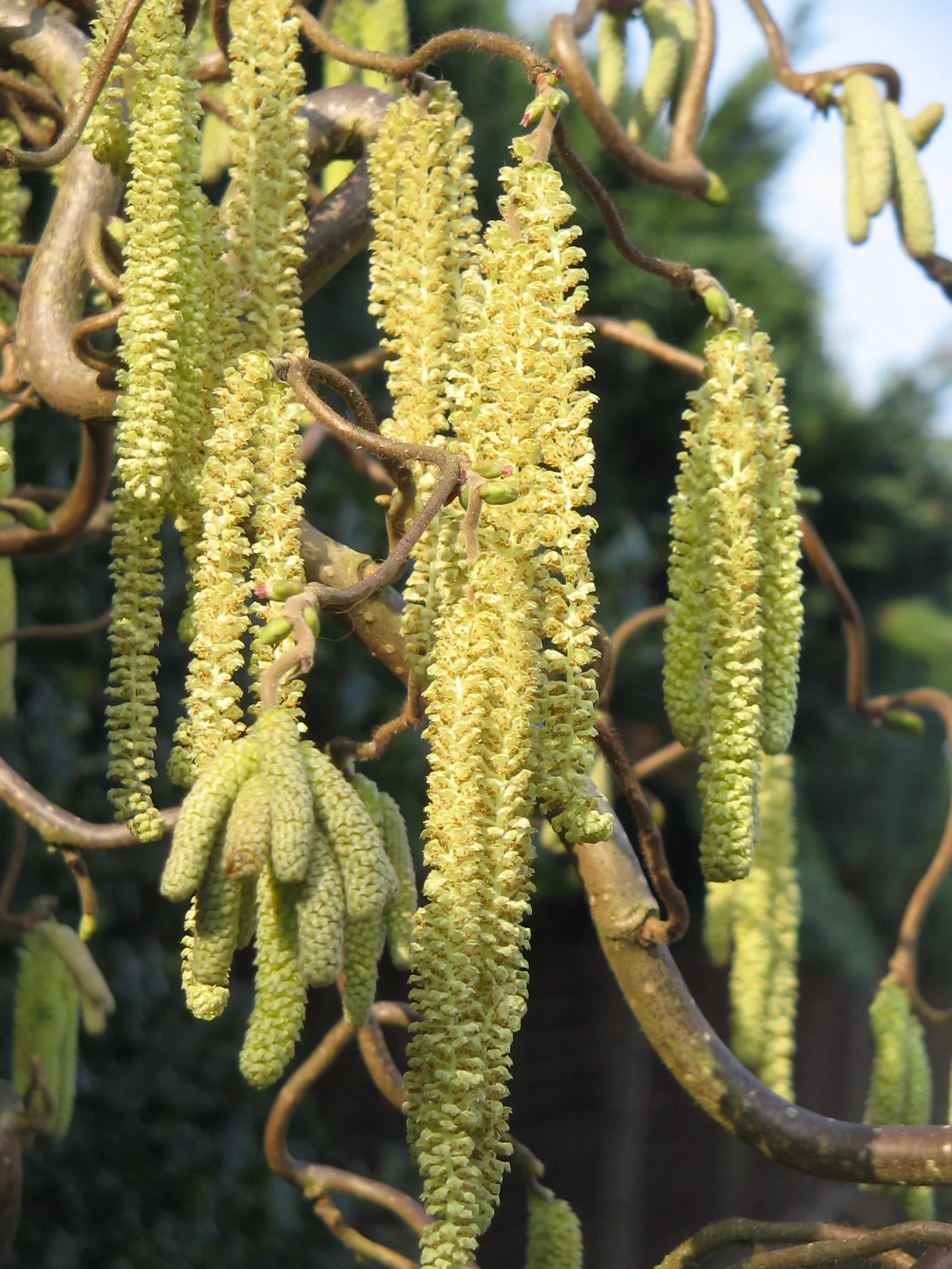 Harry Lauder's Walking Stick, Twist (Corylus Avellana 'Contorta') — adds whimsy with its contorted branches