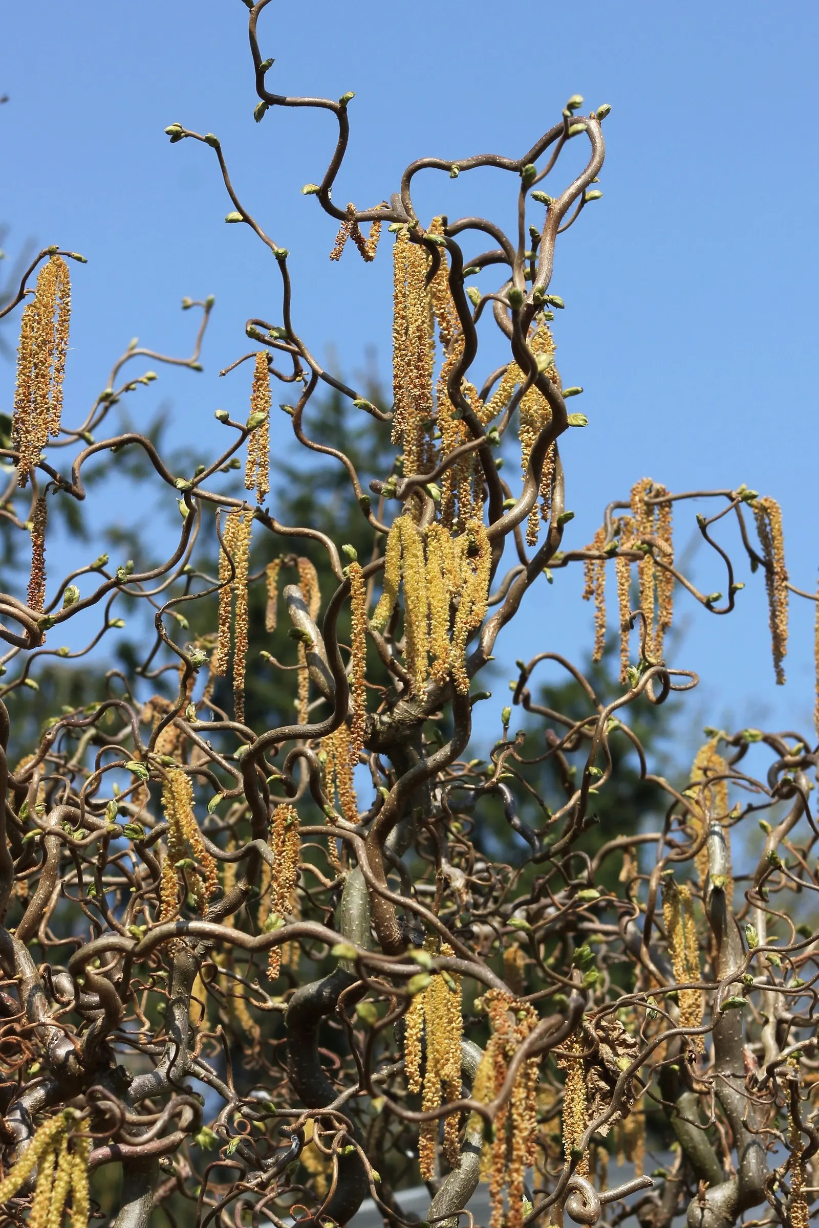 Harry Lauder's Walking Stick, Twist (Corylus Avellana 'Contorta') — Benefits include low maintenance and winter interest