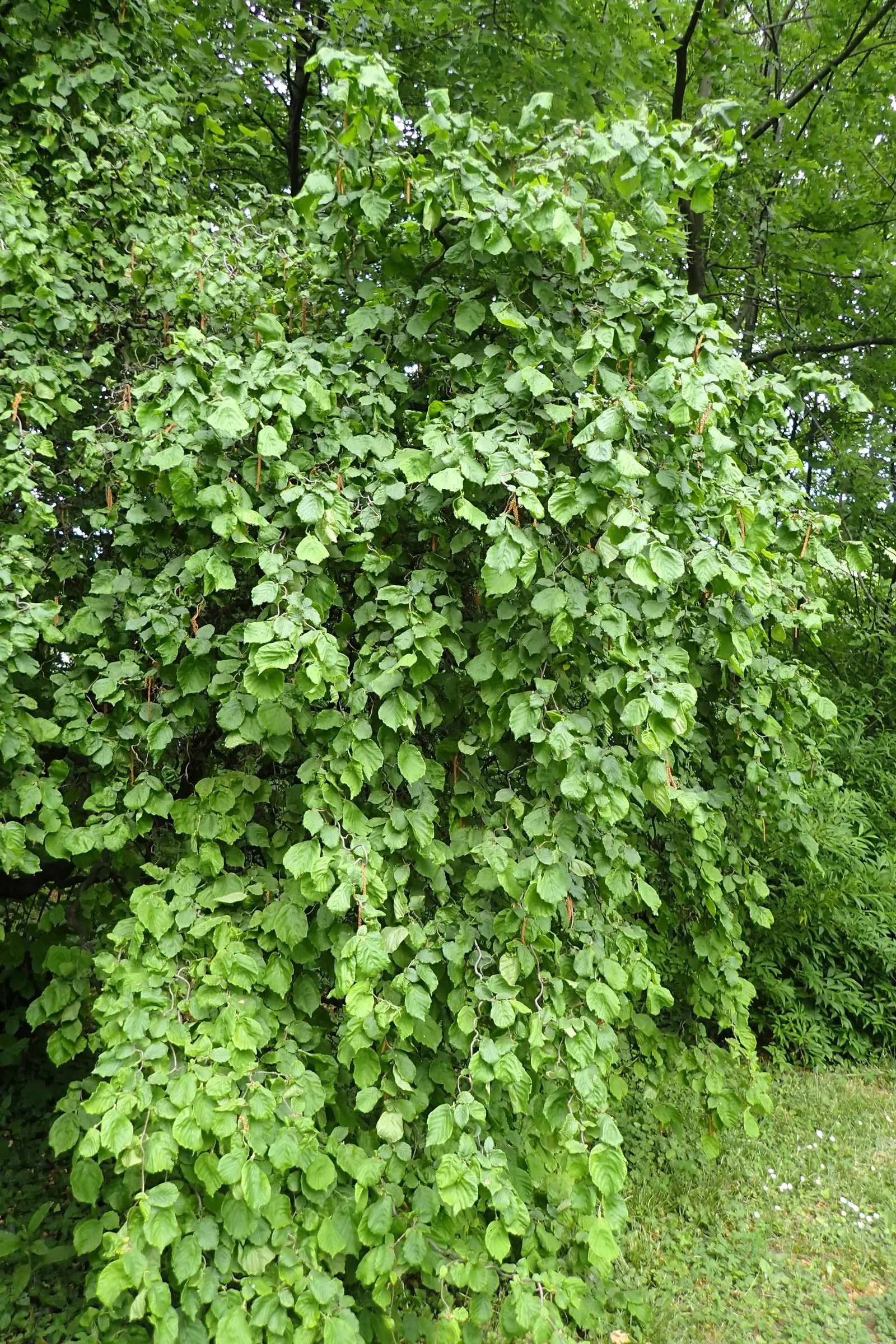 Harry Lauder's Walking Stick, Twist (Corylus Avellana 'Contorta') — This shrubbish spectacle grows to an average height of 8 to 10 feet with a, image 43