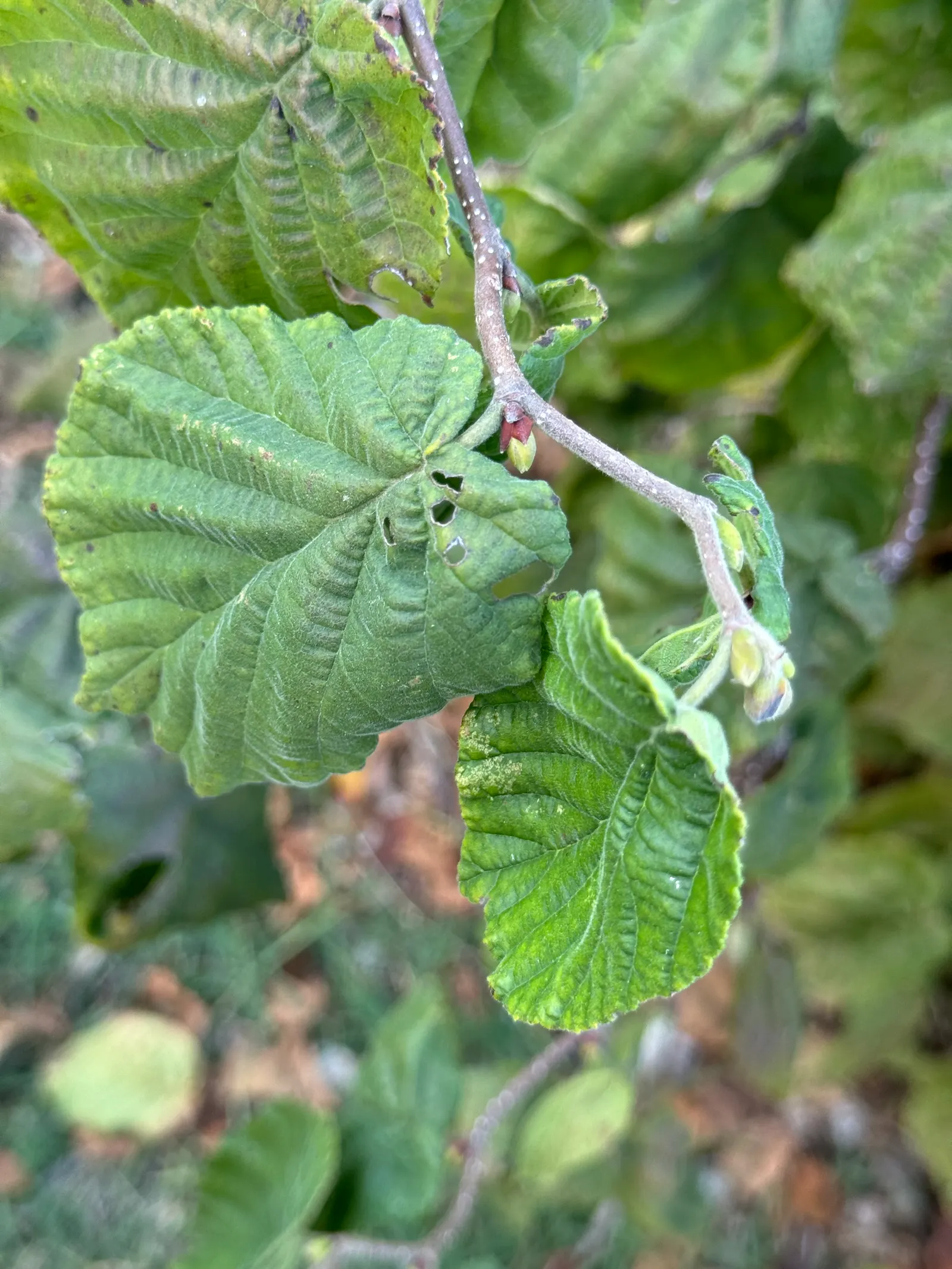 Harry Lauder's Walking Stick, Twist (Corylus Avellana 'Contorta') — Ideal for focal points, it thrives in USDA zones 4-8 in well-drained soil, full, image 35