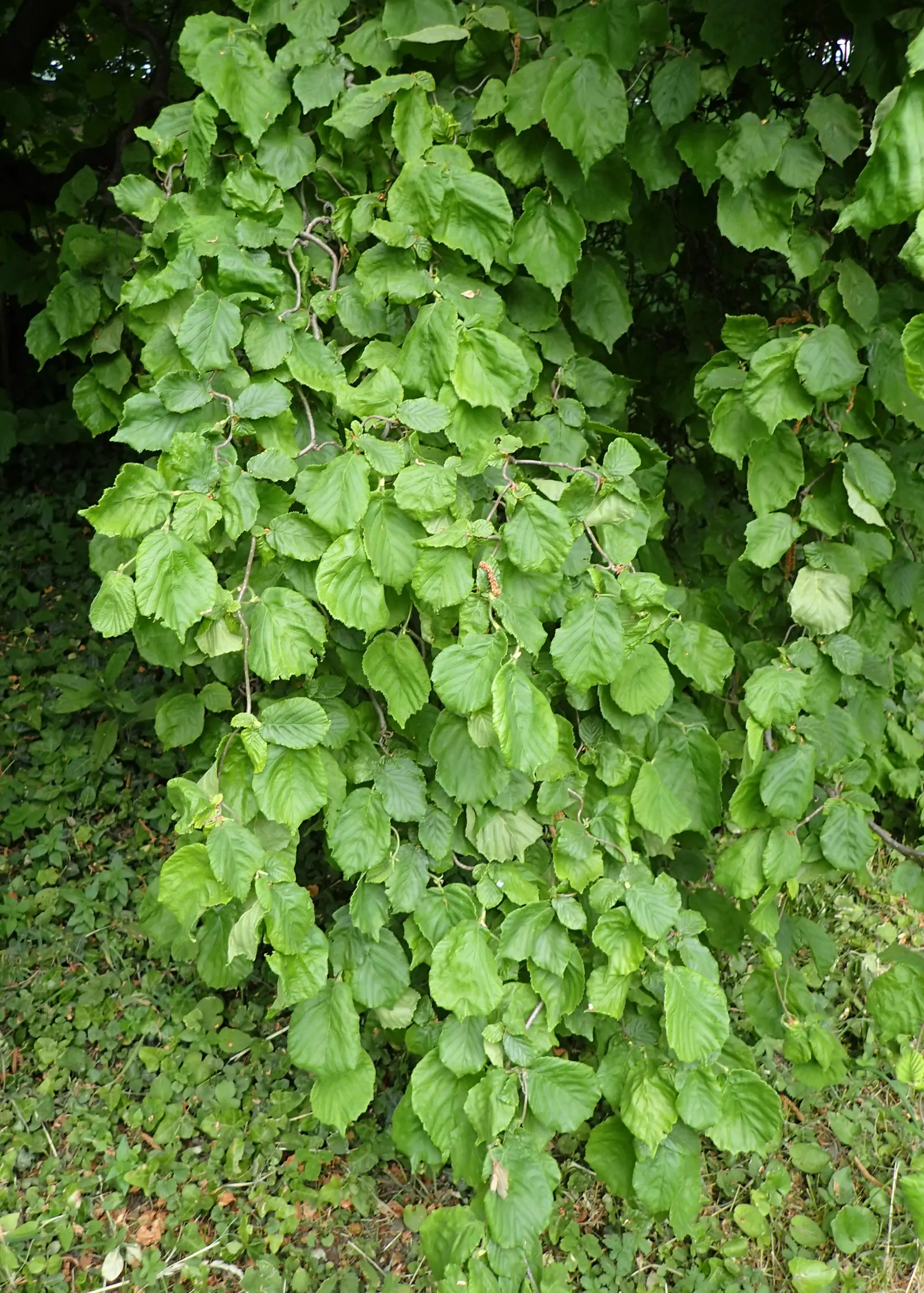 Harry Lauder's Walking Stick, Twist (Corylus Avellana 'Contorta') — especially in extreme heat; corylus avellana 'Contorta,' popularly known as Harry Lauder's