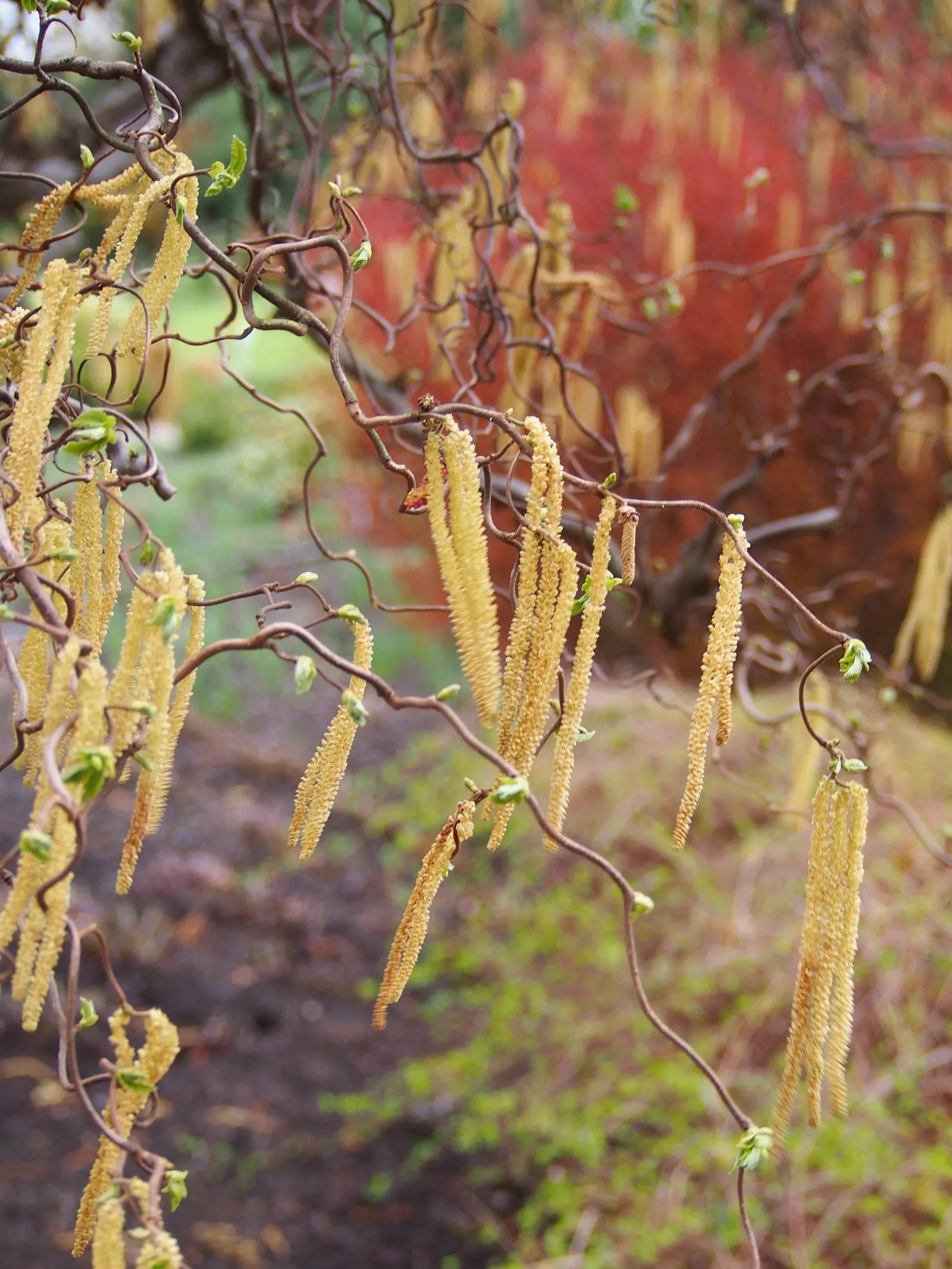 Harry Lauder's Walking Stick, Twist (Corylus Avellana 'Contorta') — Harry Lauder's Walking Stick