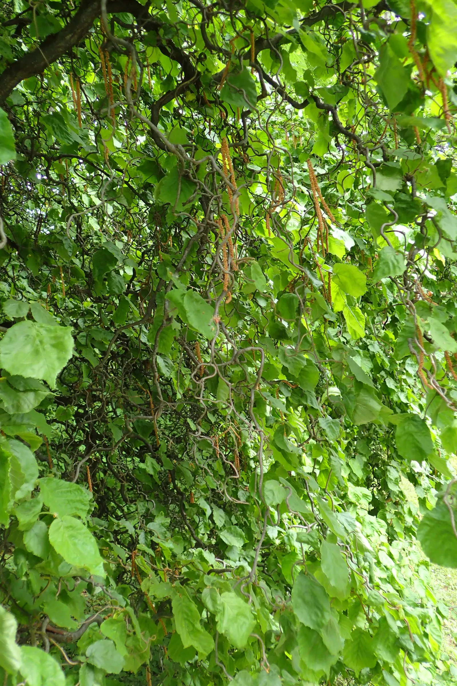 Harry Lauder's Walking Stick, Twist (Corylus Avellana 'Contorta') — before the foliage fully unfurls; harry Lauder's Walking Stick can serve as an astonishing