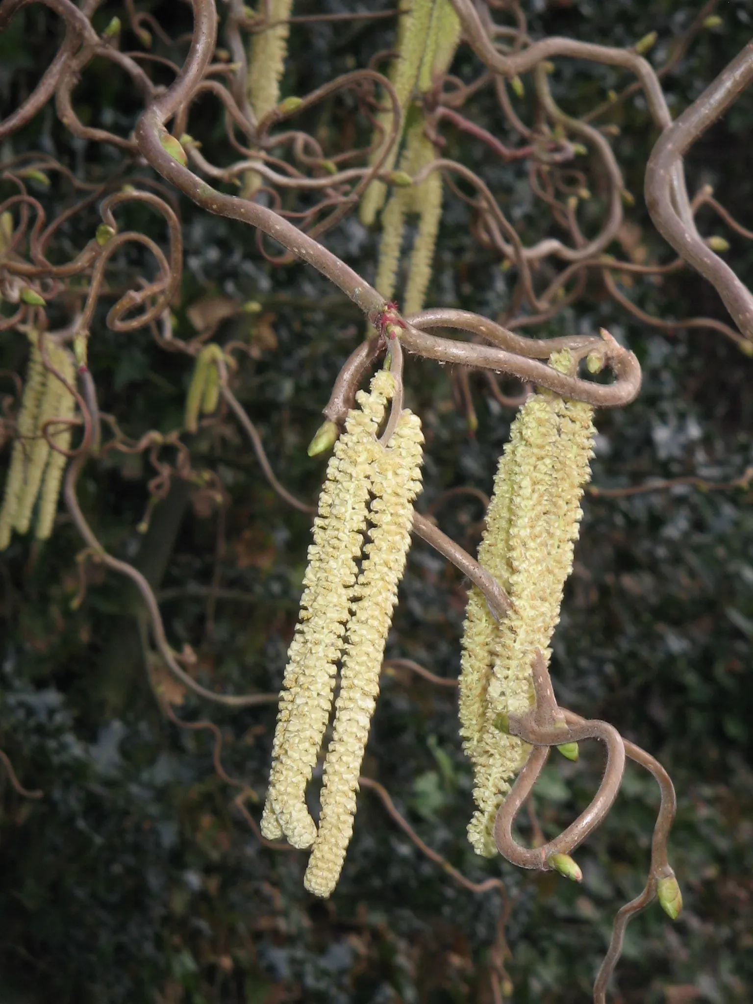 Harry Lauder's Walking Stick, Twist (Corylus Avellana 'Contorta') — this unusual specimen prefers well-drained soil and thrives in full sun to partial shade