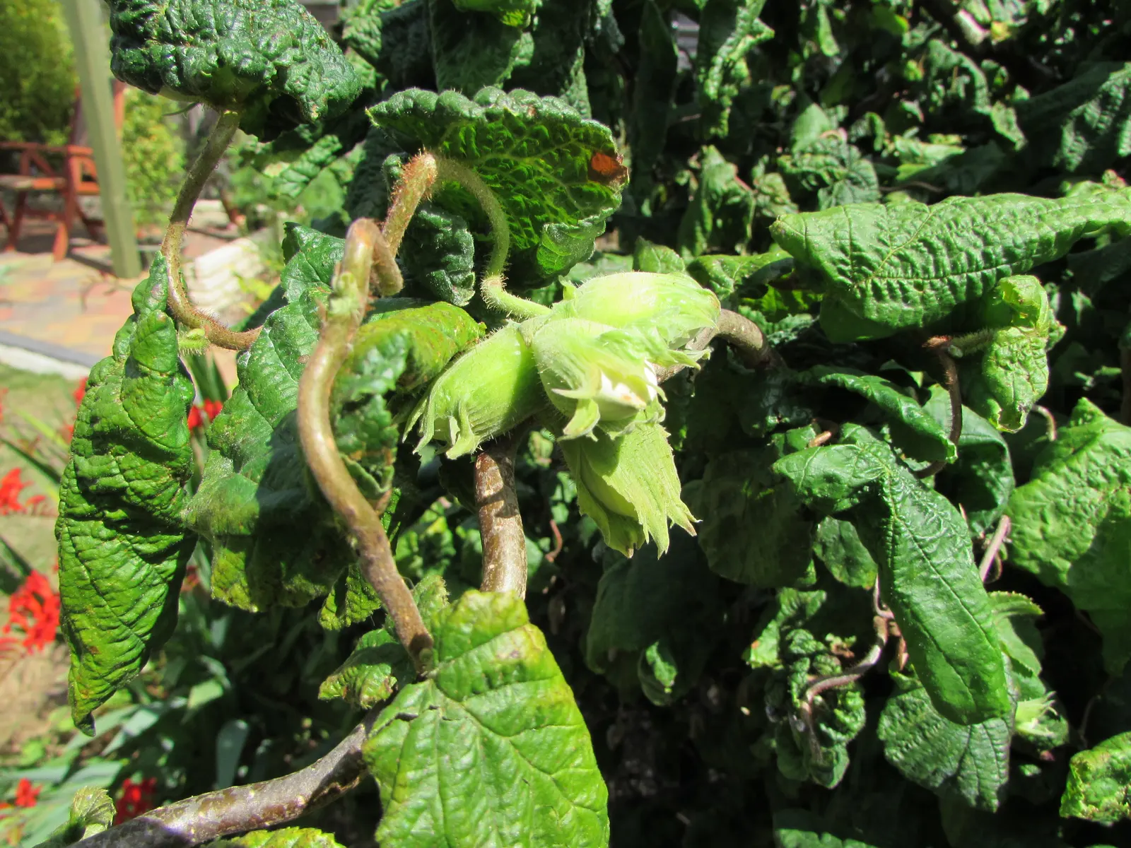 Harry Lauder's Walking Stick, Twist (Corylus Avellana 'Contorta') — To ensure its health and longevity in your client's garden