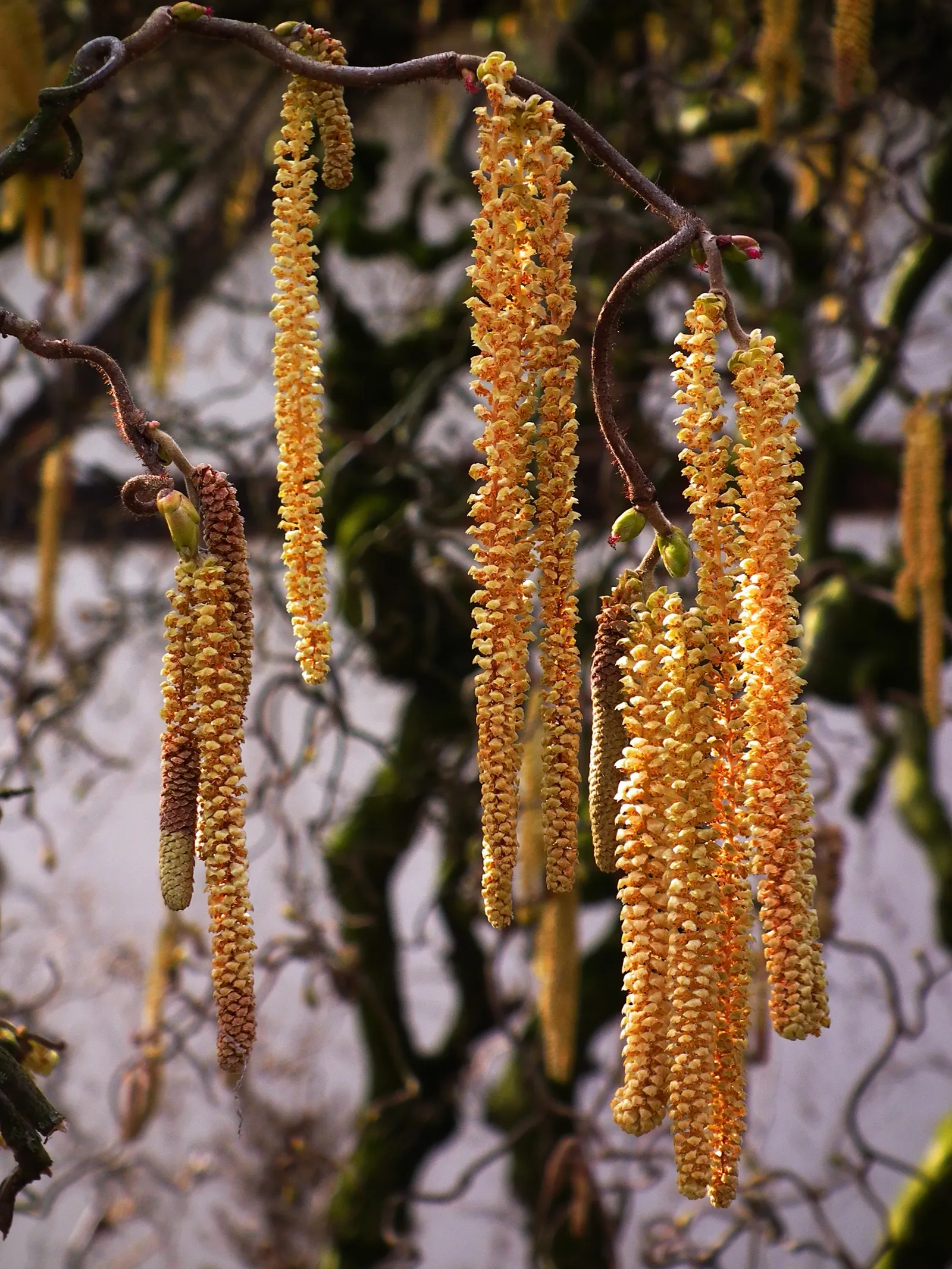 Harry Lauder's Walking Stick, Twist (Corylus Avellana 'Contorta') — Corylus avellana 'Contorta,' popularly known as Harry Lauder's Walking Stick; showcases
