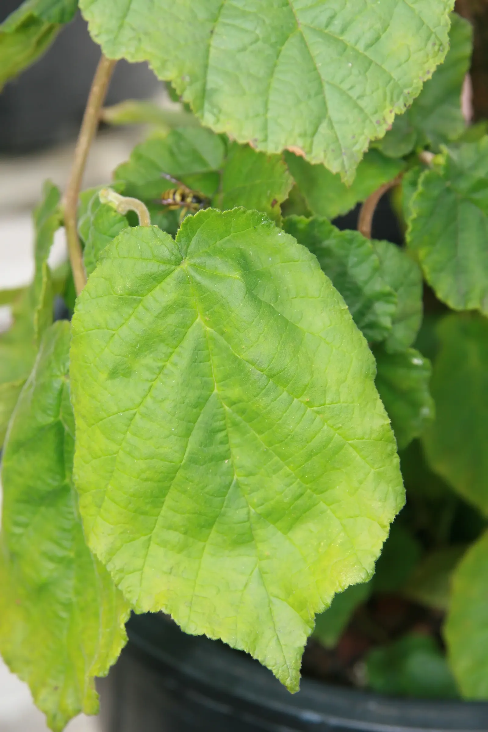 Harry Lauder's Walking Stick, Twist (Corylus Avellana 'Contorta') — Ideal for focal points, it thrives in USDA zones 4-8 in well-drained soil, full sun to