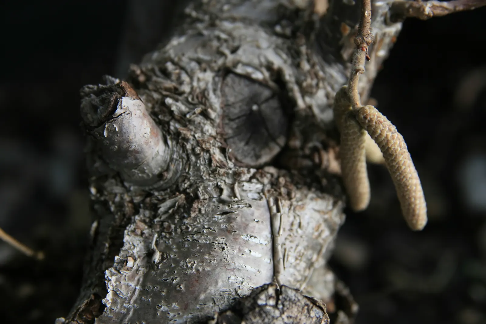 Harry Lauder's Walking Stick, Twist (Corylus Avellana 'Contorta') — This shrubbish spectacle grows to an average height of 8 to 10 feet with a similar spread
