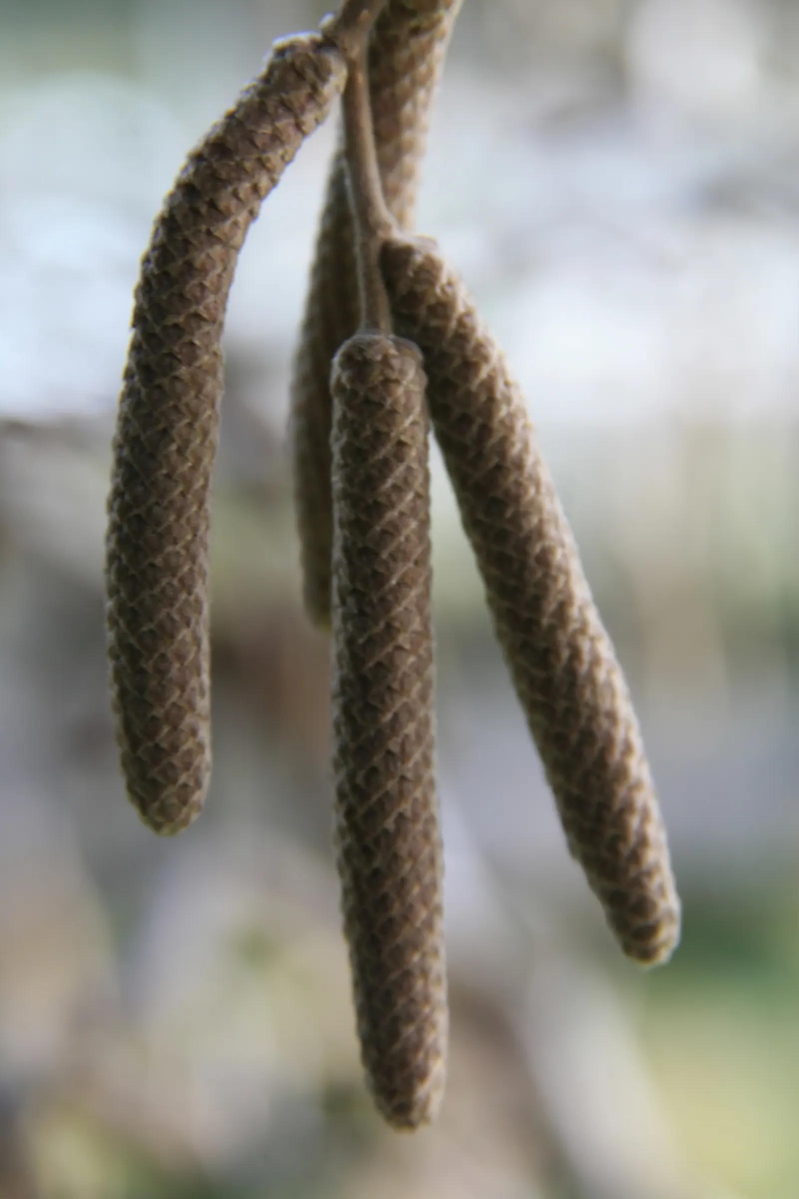 Harry Lauder's Walking Stick, Twist (Corylus Avellana 'Contorta') — Harry Lauder's Walking Stick requires regular watering; but it can be susceptible to pests