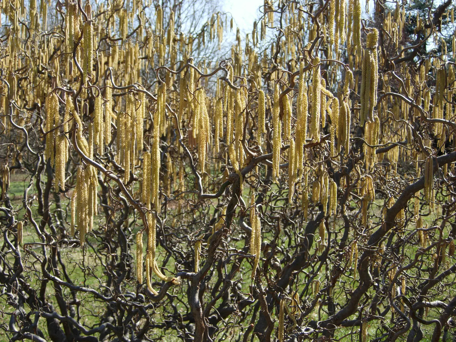 Harry Lauder's Walking Stick, Twist (Corylus Avellana 'Contorta') — but it can be susceptible to pests like filbert blight and aphids