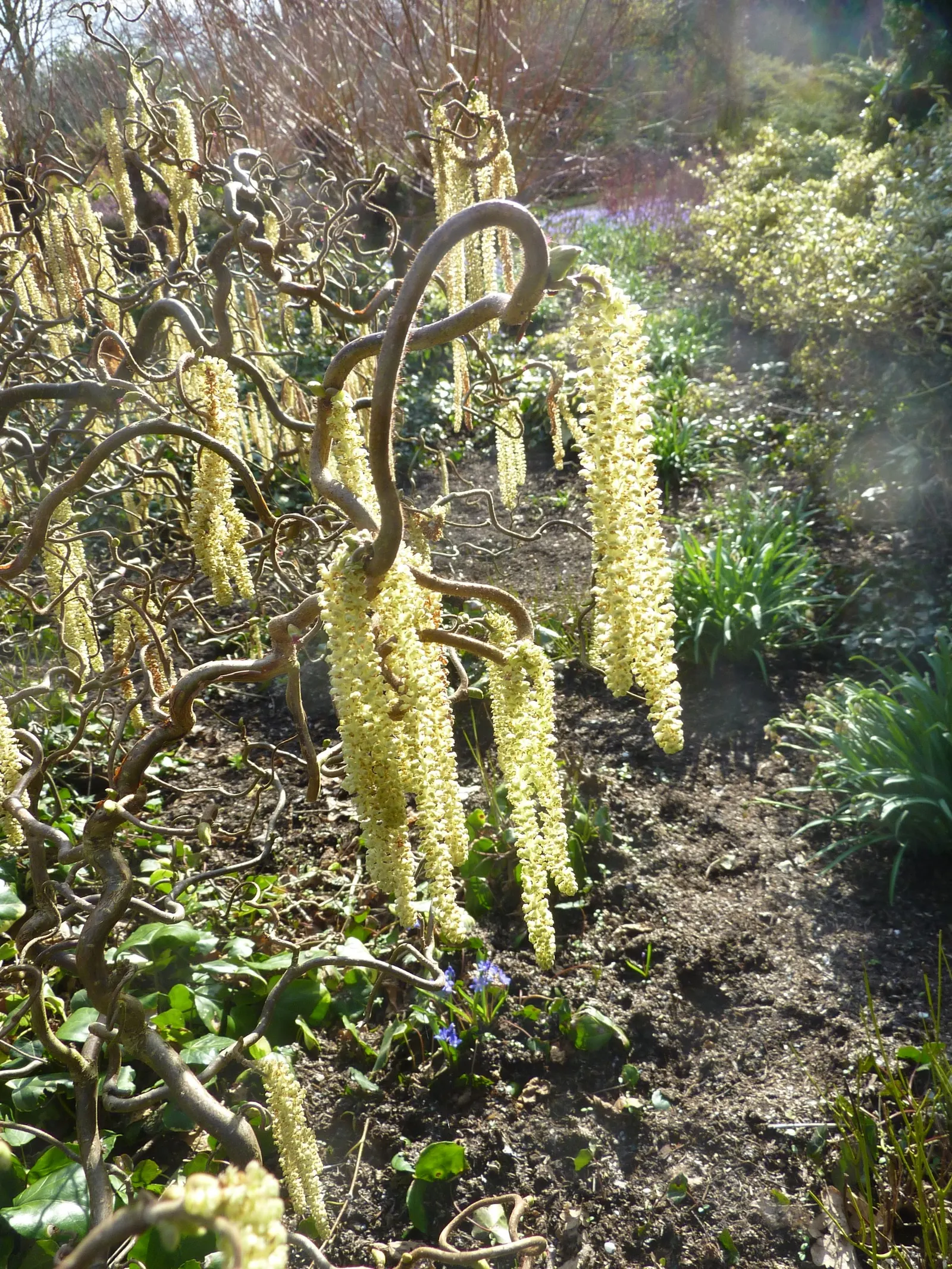 Harry Lauder's Walking Stick, Twist (Corylus Avellana 'Contorta') — shrub with yellow blooms