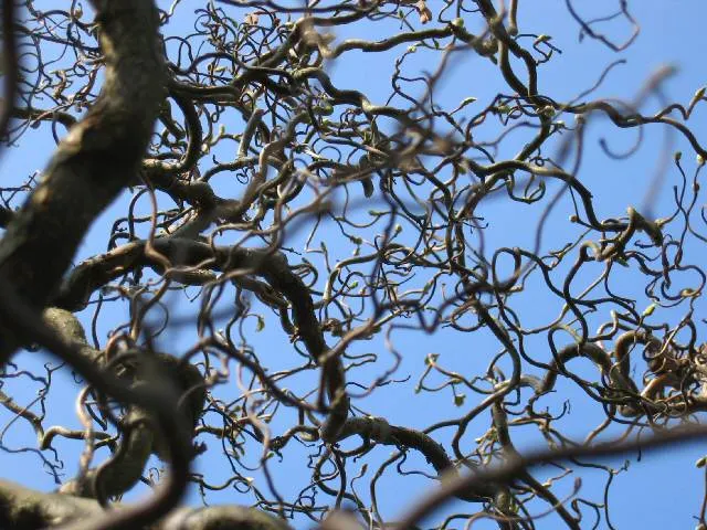 Harry Lauder's Walking Stick, Twist (Corylus Avellana 'Contorta') — adding year-round visual interest to the landscape