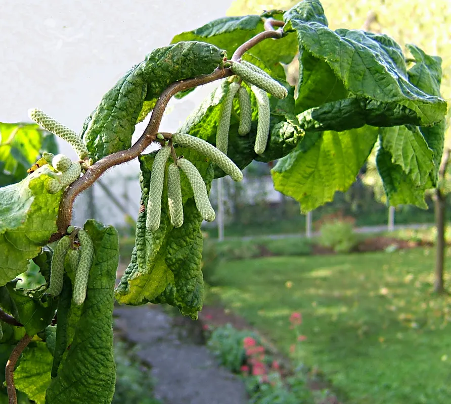 Harry Lauder's Walking Stick, Twist (Corylus Avellana 'Contorta') — twisted form that captures the eye and piques curiosity