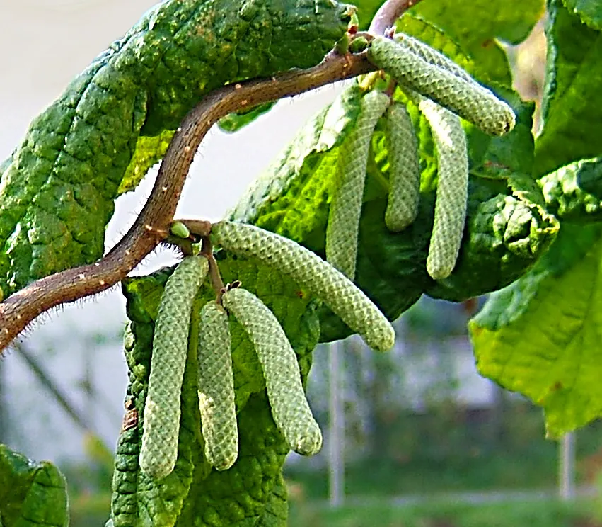 Harry Lauder's Walking Stick, Twist (Corylus Avellana 'Contorta') — Harry Lauder's Walking Stick; typically done in late winter