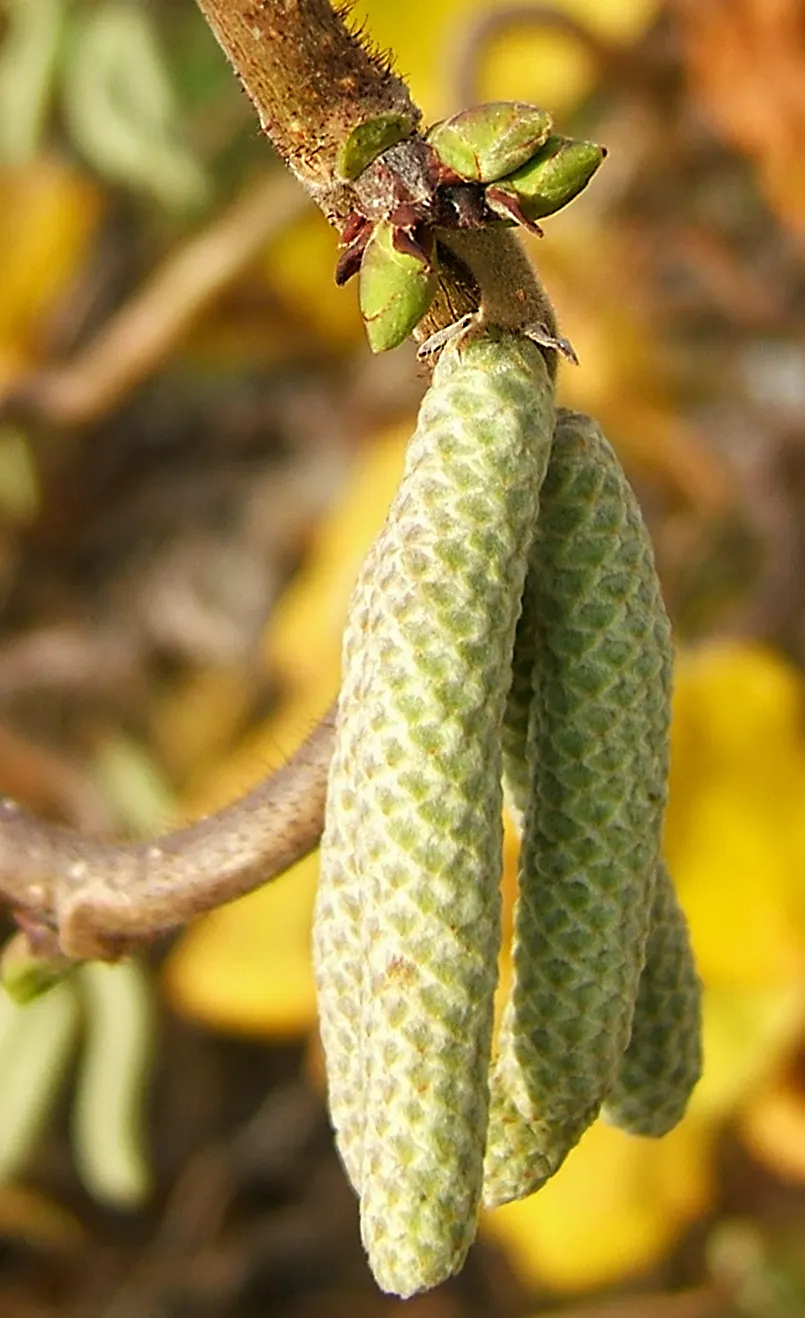 Harry Lauder's Walking Stick, Twist (Corylus Avellana 'Contorta') — twisted form that captures the eye and piques curiosity; harry Lauder's Walking Stick