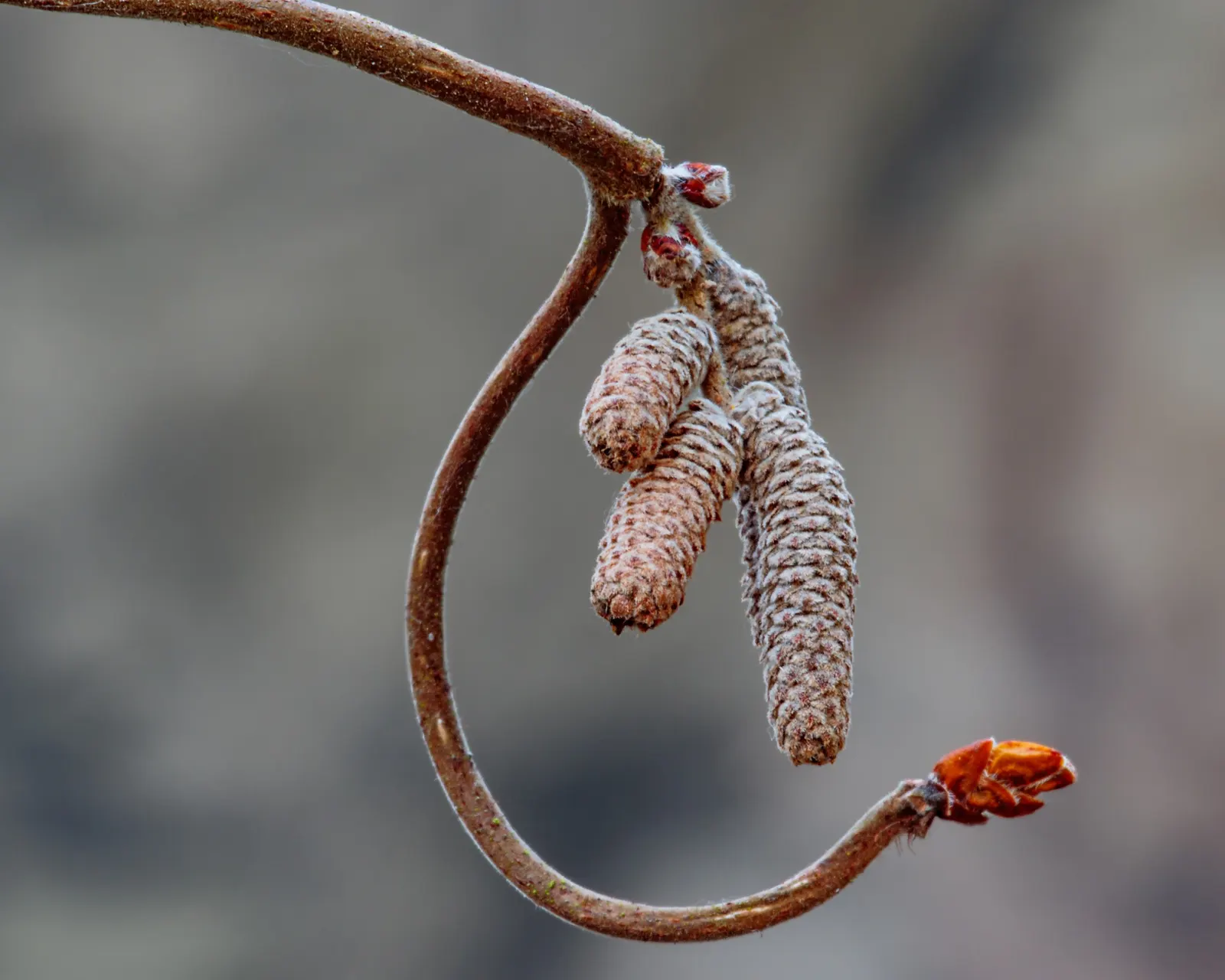 Harry Lauder's Walking Stick, Twist (Corylus Avellana 'Contorta') — yellow flowers in the garden
