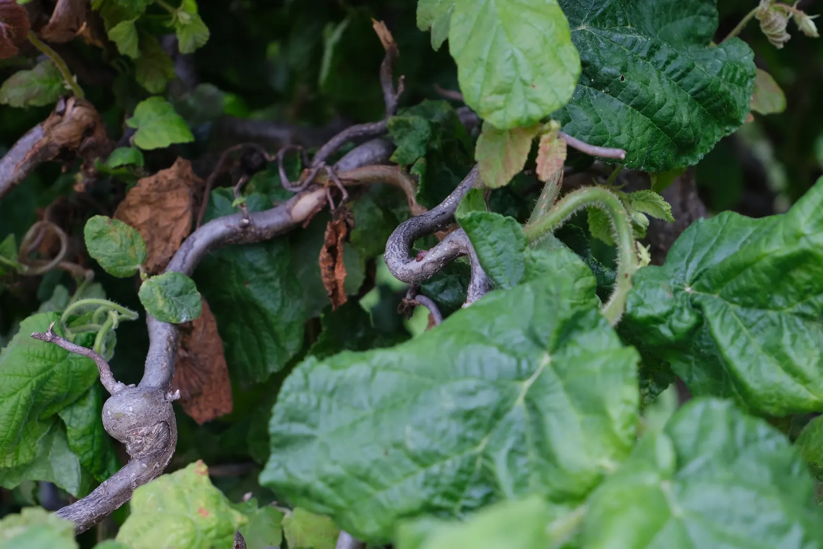 Harry Lauder's Walking Stick, Twist (Corylus Avellana 'Contorta') — but it can be susceptible to pests like filbert blight and aphids; providing seasonal