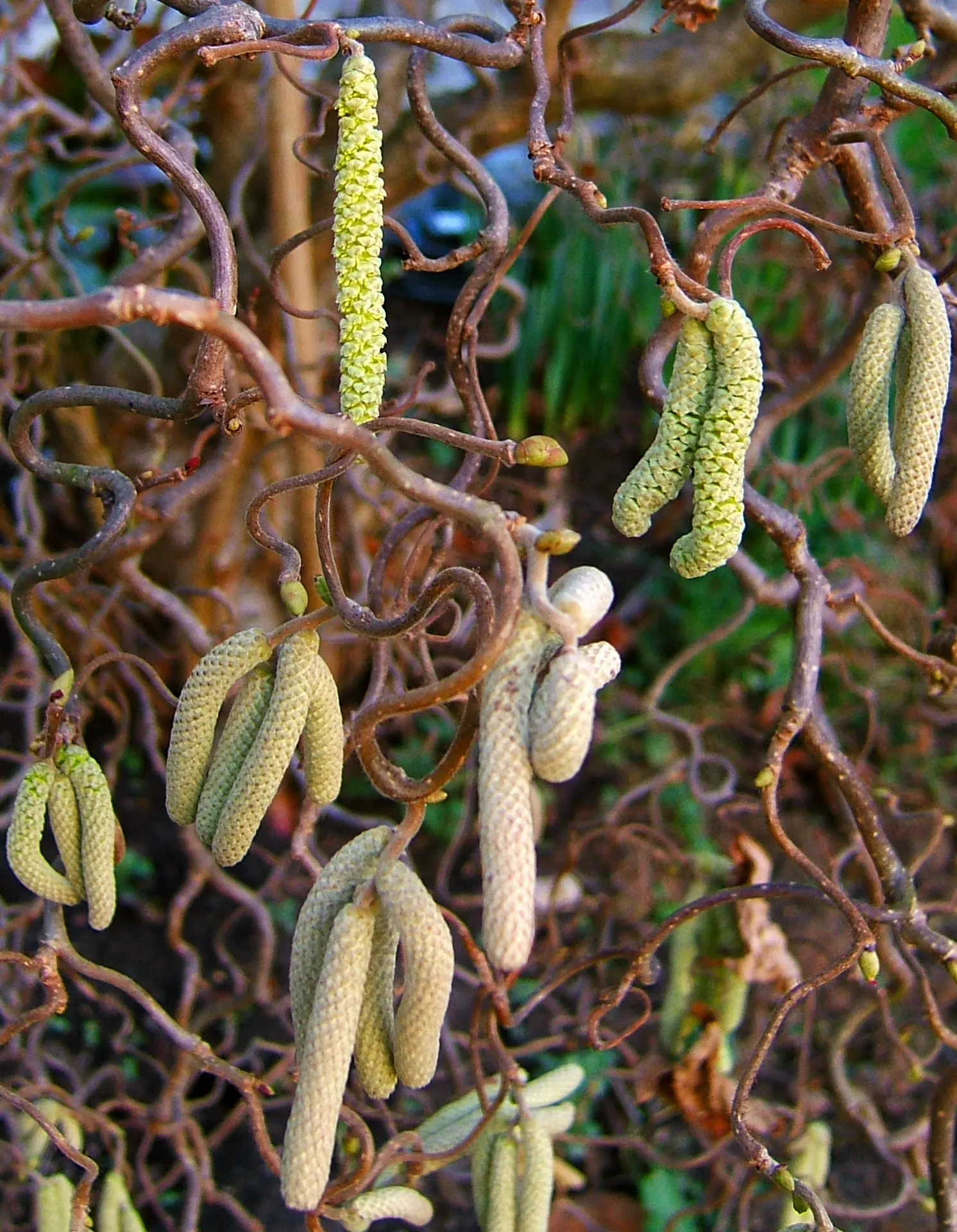 Harry Lauder's Walking Stick, Twist (Corylus Avellana 'Contorta') — though it‚Äôs susceptible to filbert blight and Japanese beetles