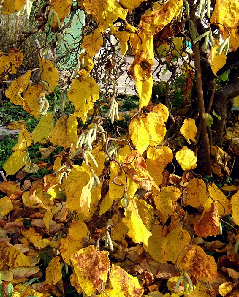 Harry Lauder's Walking Stick, Twist (Corylus Avellana 'Contorta') — adds whimsy with its contorted branches; spiraling growth habit of its branches