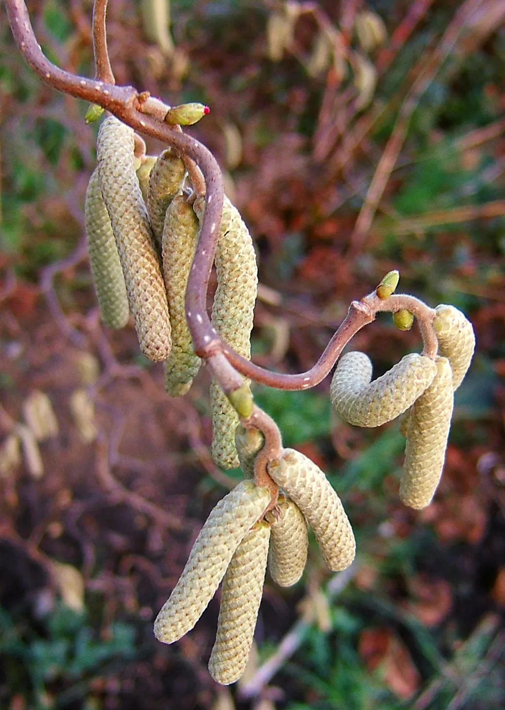 Harry Lauder's Walking Stick, Twist (Corylus Avellana 'Contorta') — exhibiting a bright green hue that transforms into vibrant yellow tones in the fall