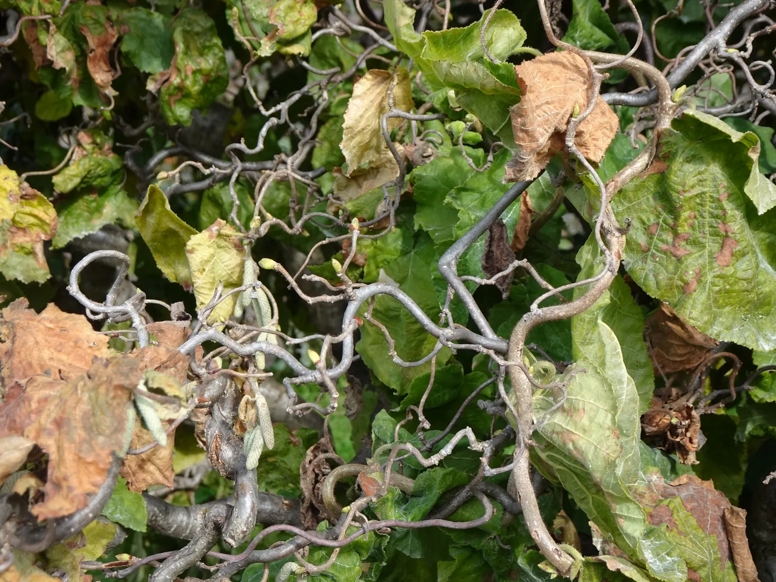 Harry Lauder's Walking Stick, Twist (Corylus Avellana 'Contorta') — providing seasonal interest; twisted form that captures the eye and piques curiosity